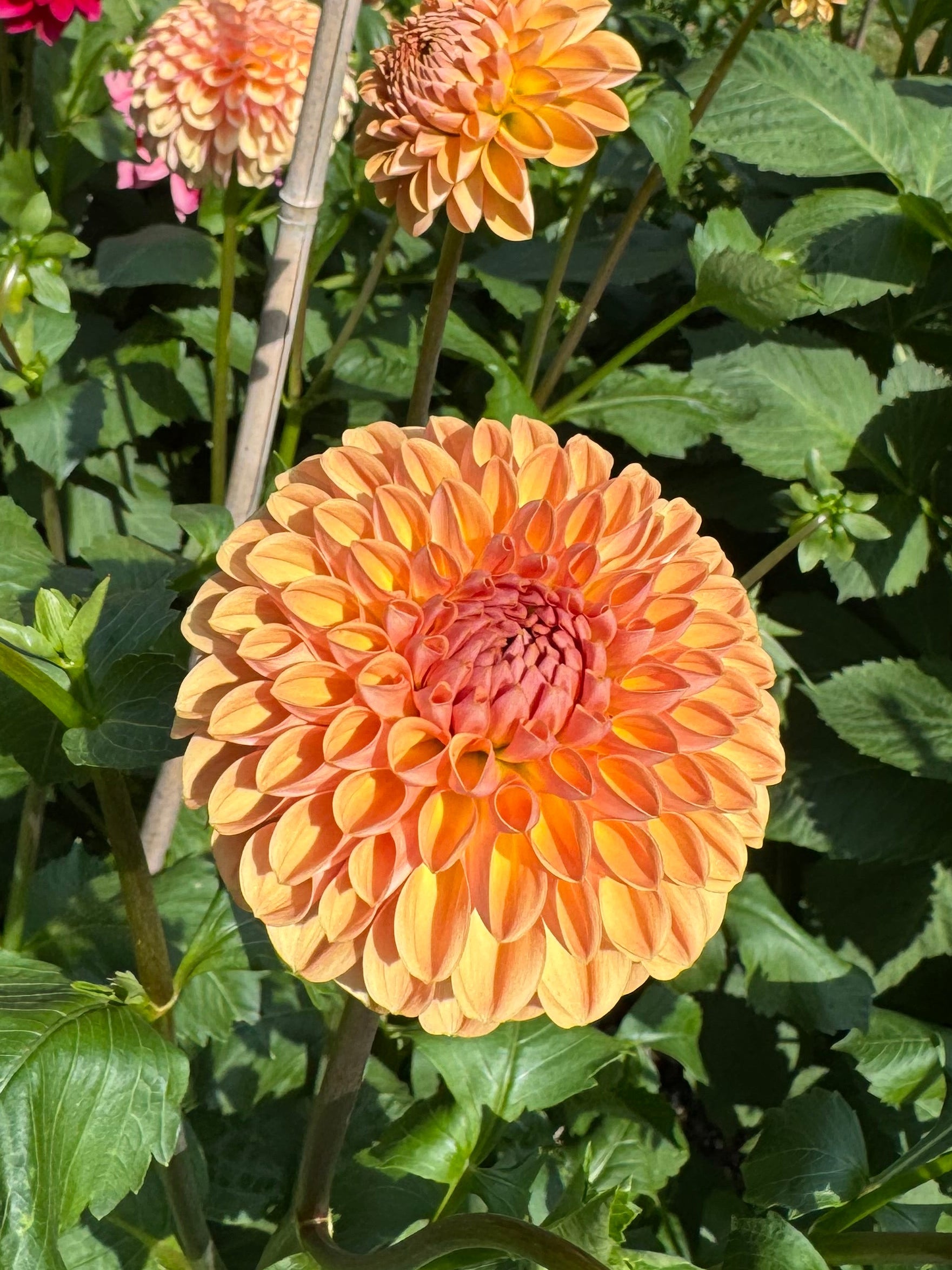 Valley Tawny