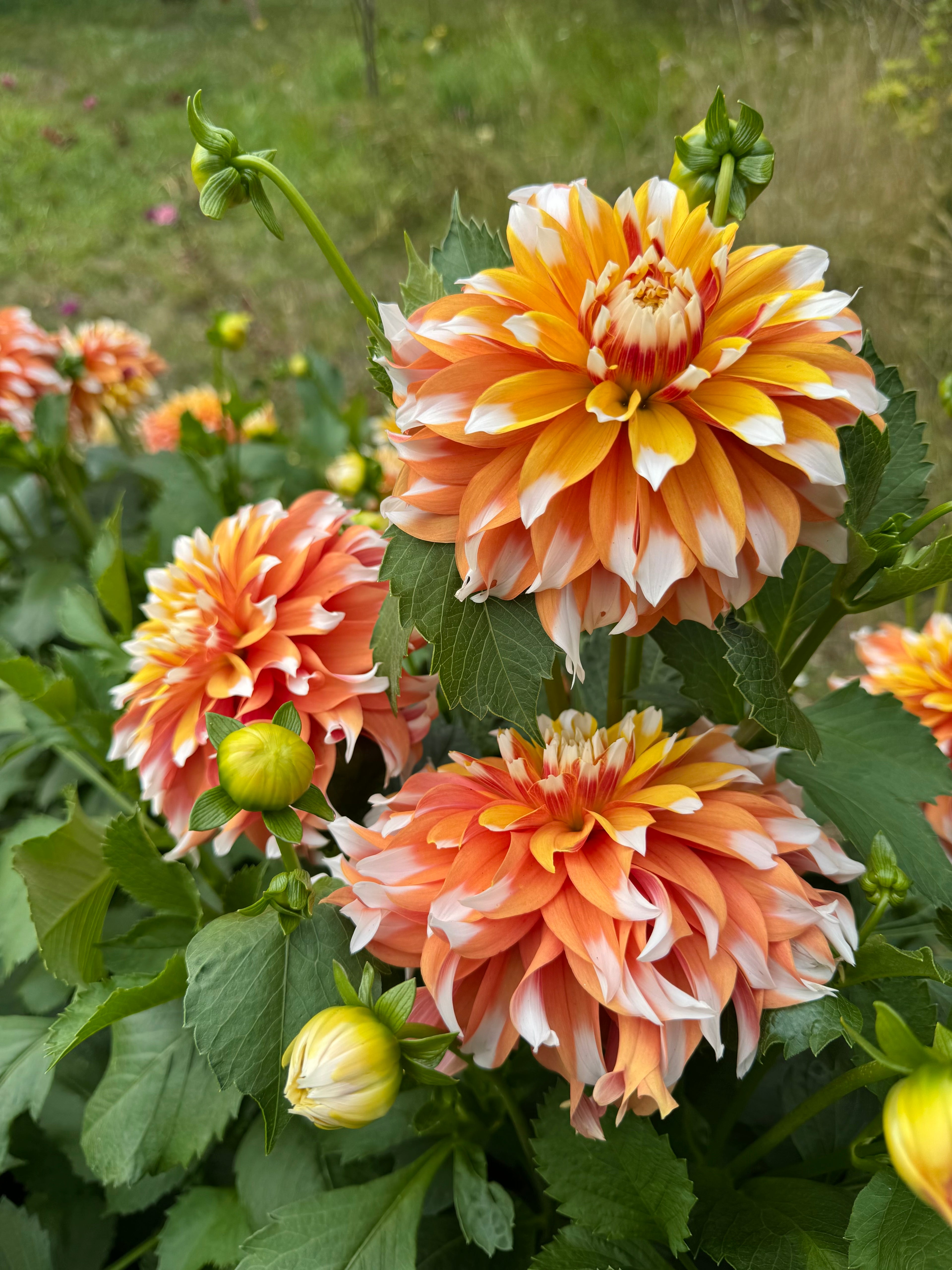 Bloomquist Candy Corn