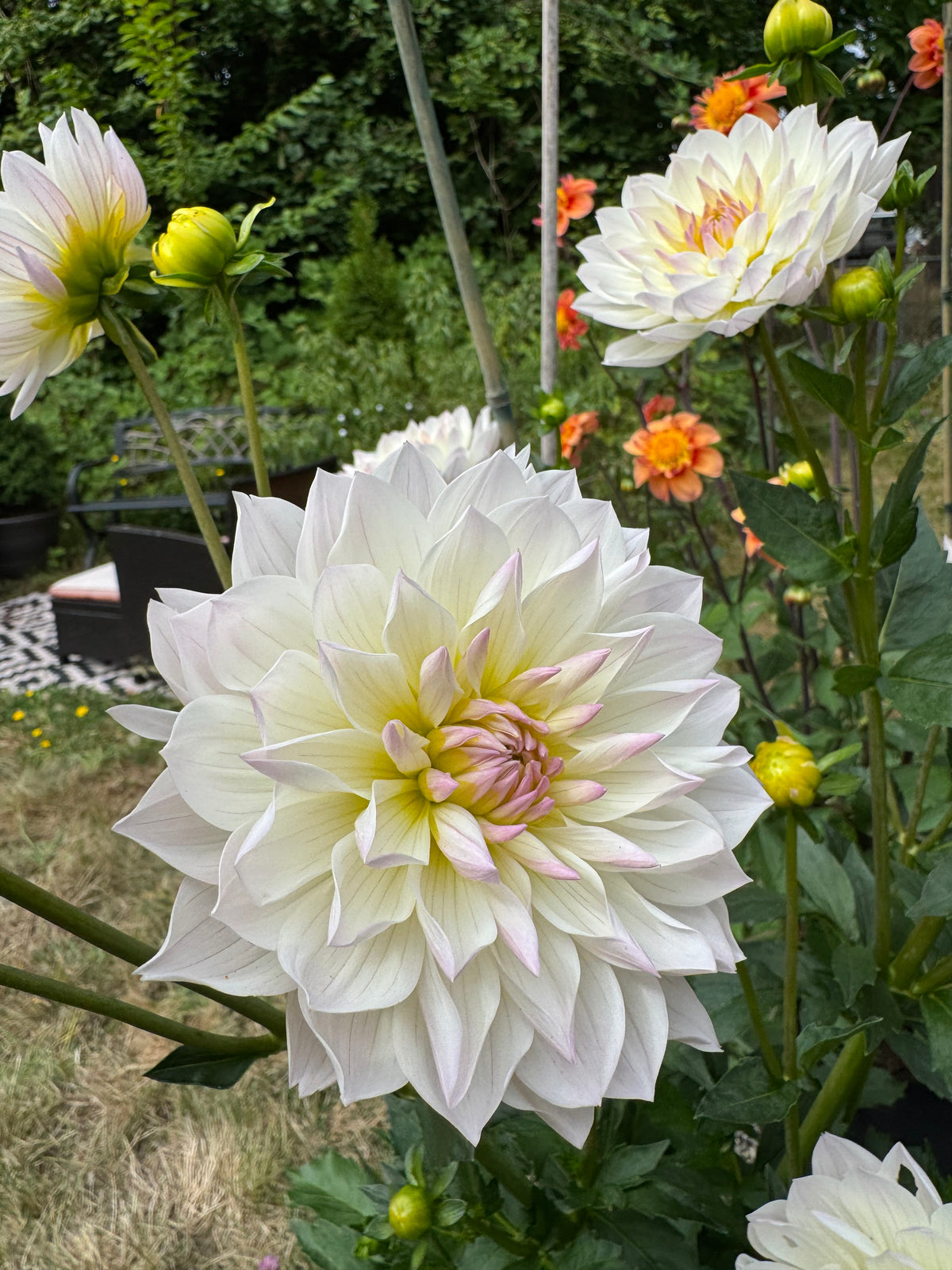 Hollyhill Lilibet