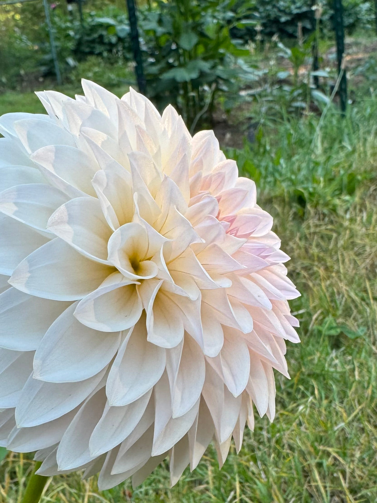 Bloomquist Tory P