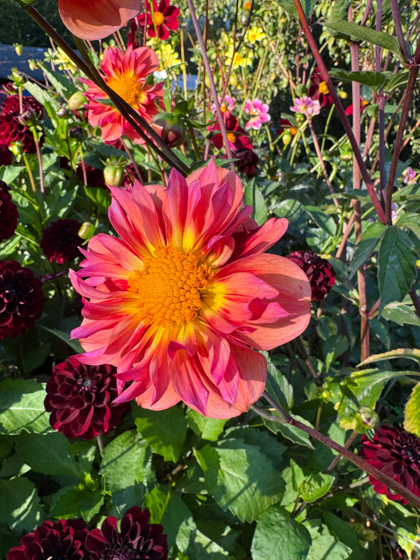 POG(Passion Fruit Orange Guava)