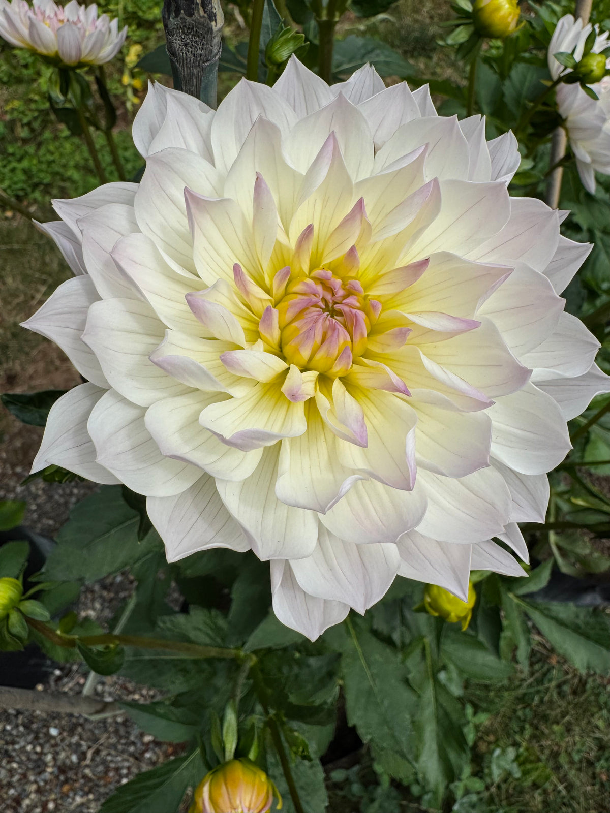 Hollyhill Lilibet