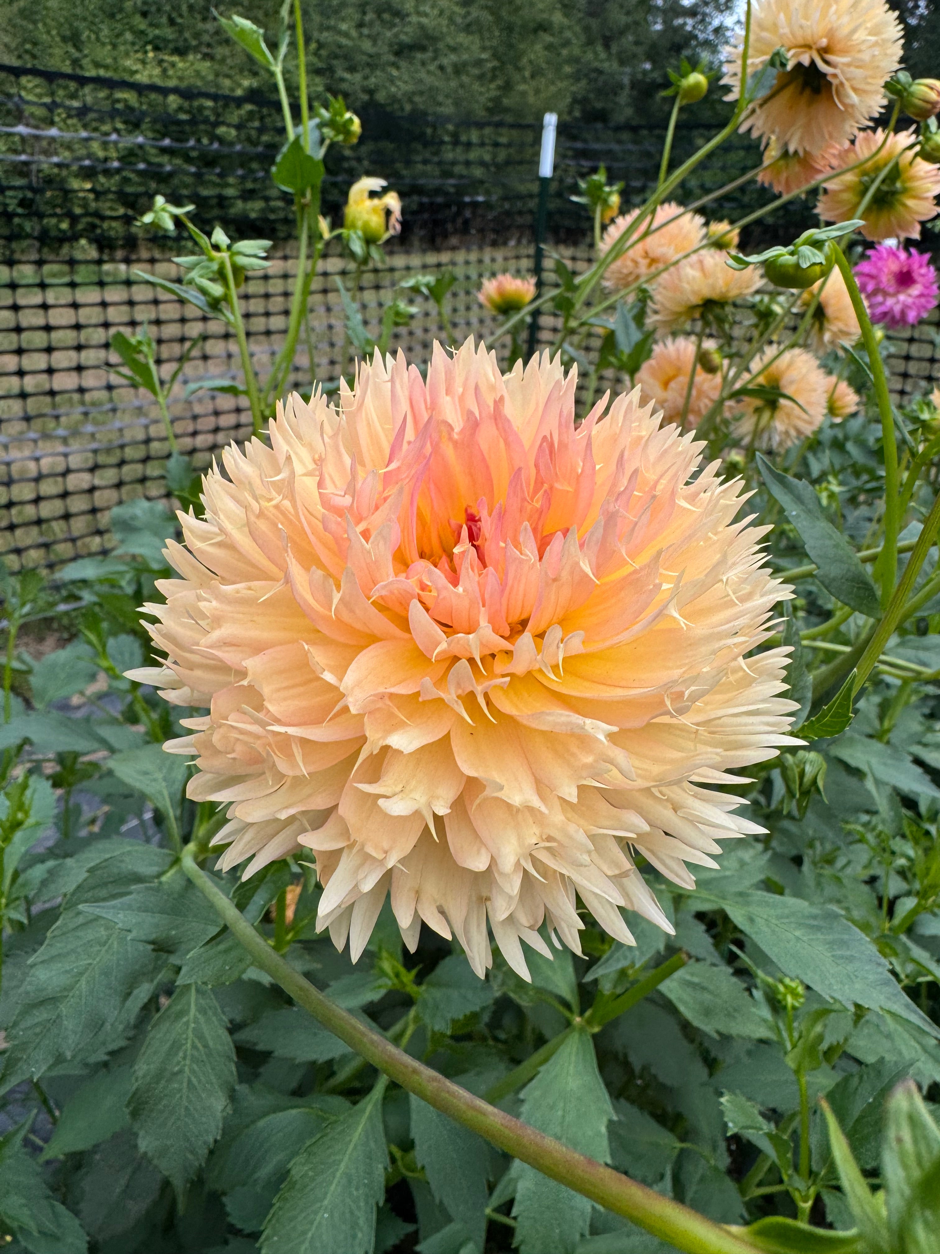 Lakeview Peach Fuzz