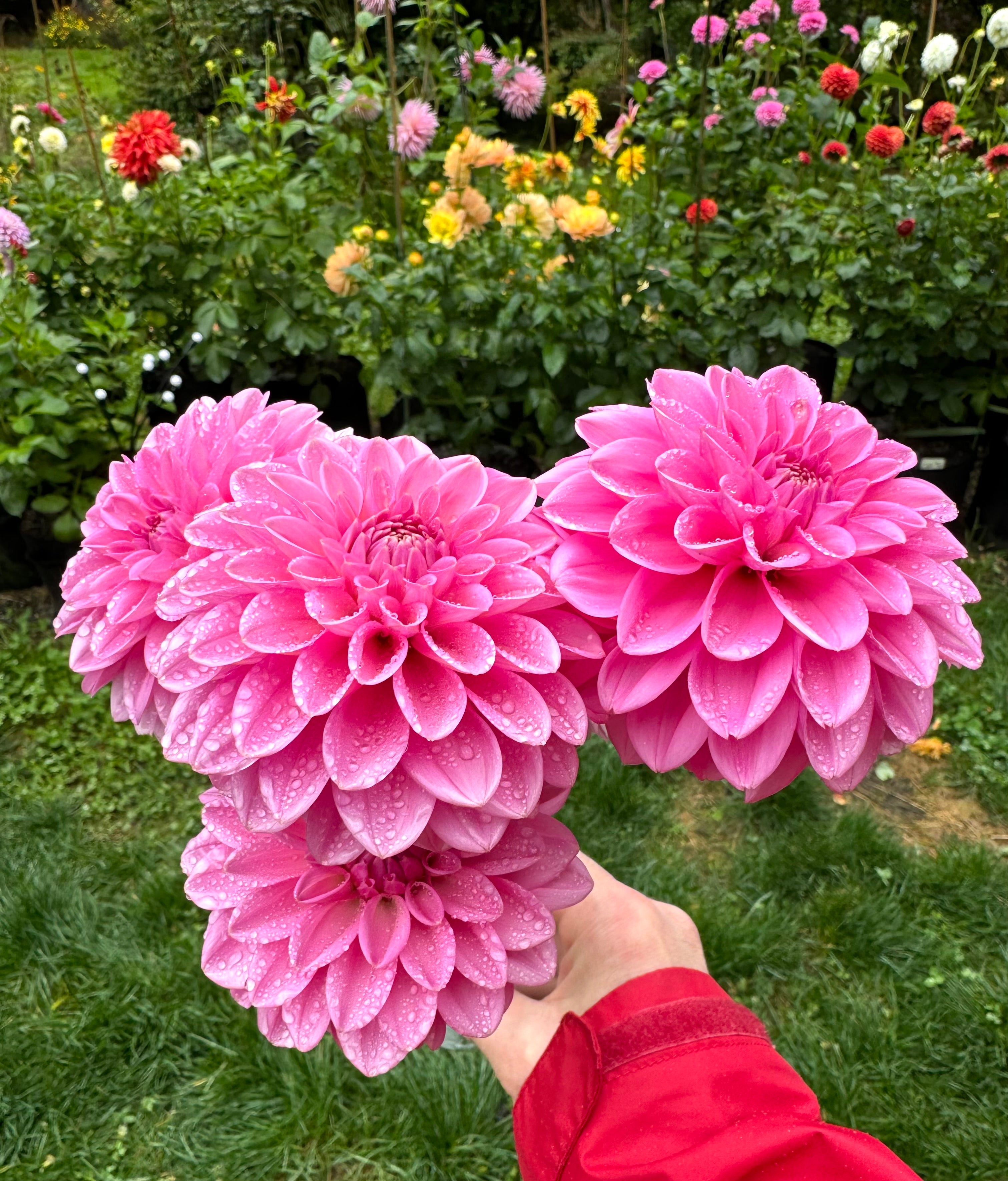 Pink Sylvia