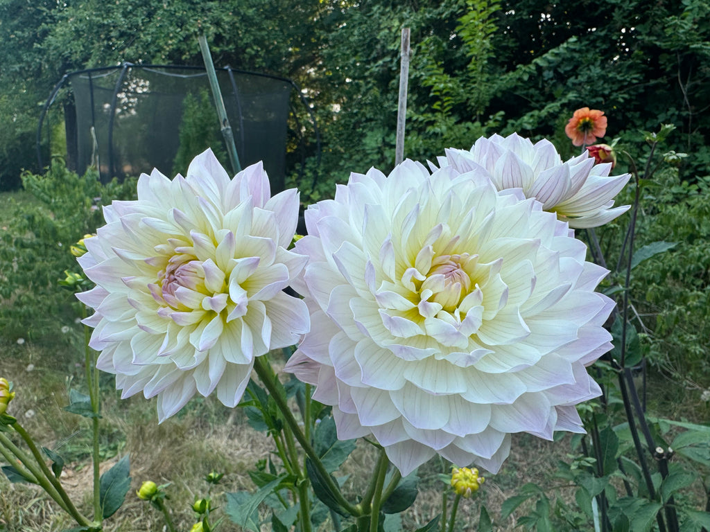 Hollyhill Lilibet