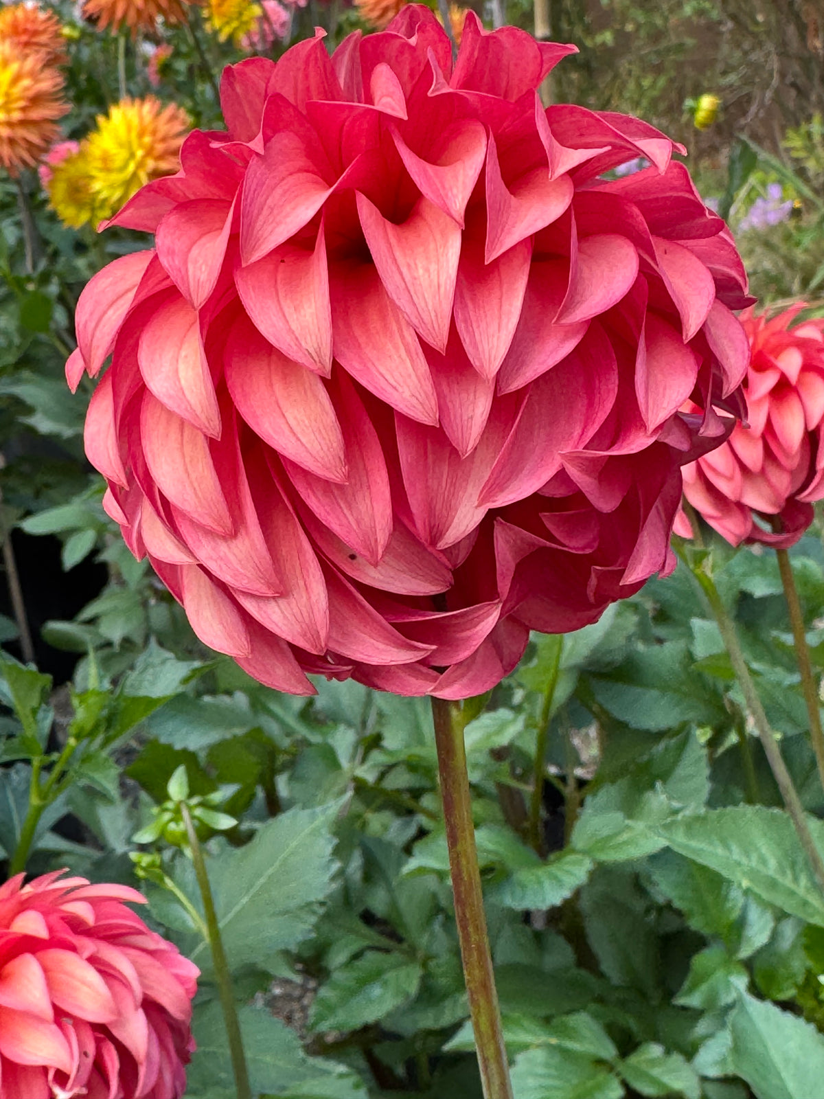 Clearview Cinnabar