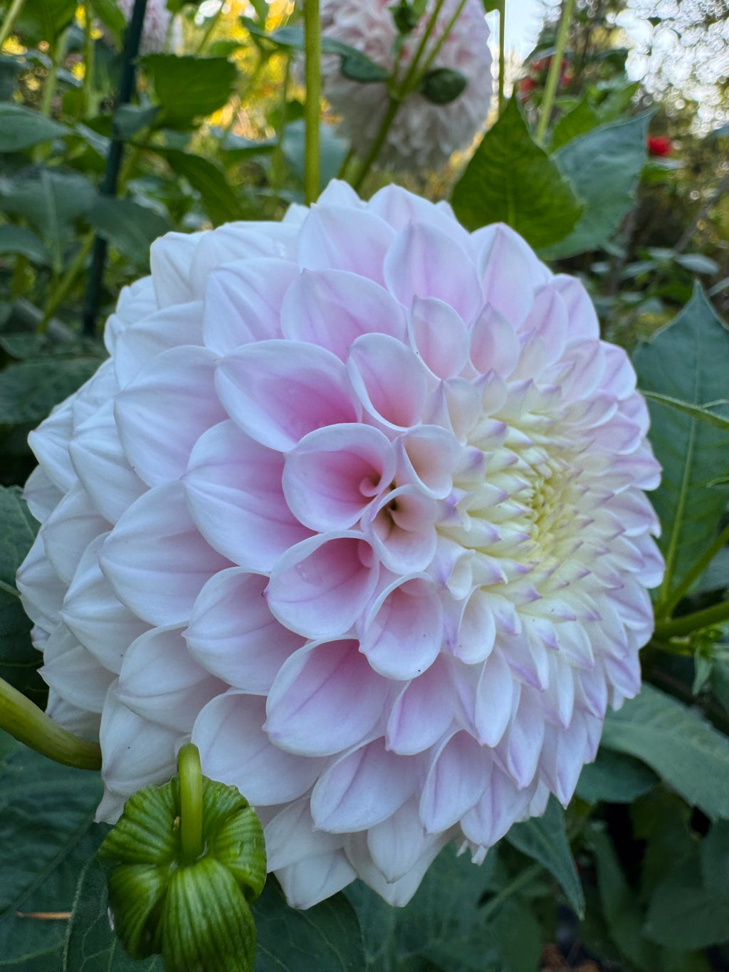 Pink Pearl