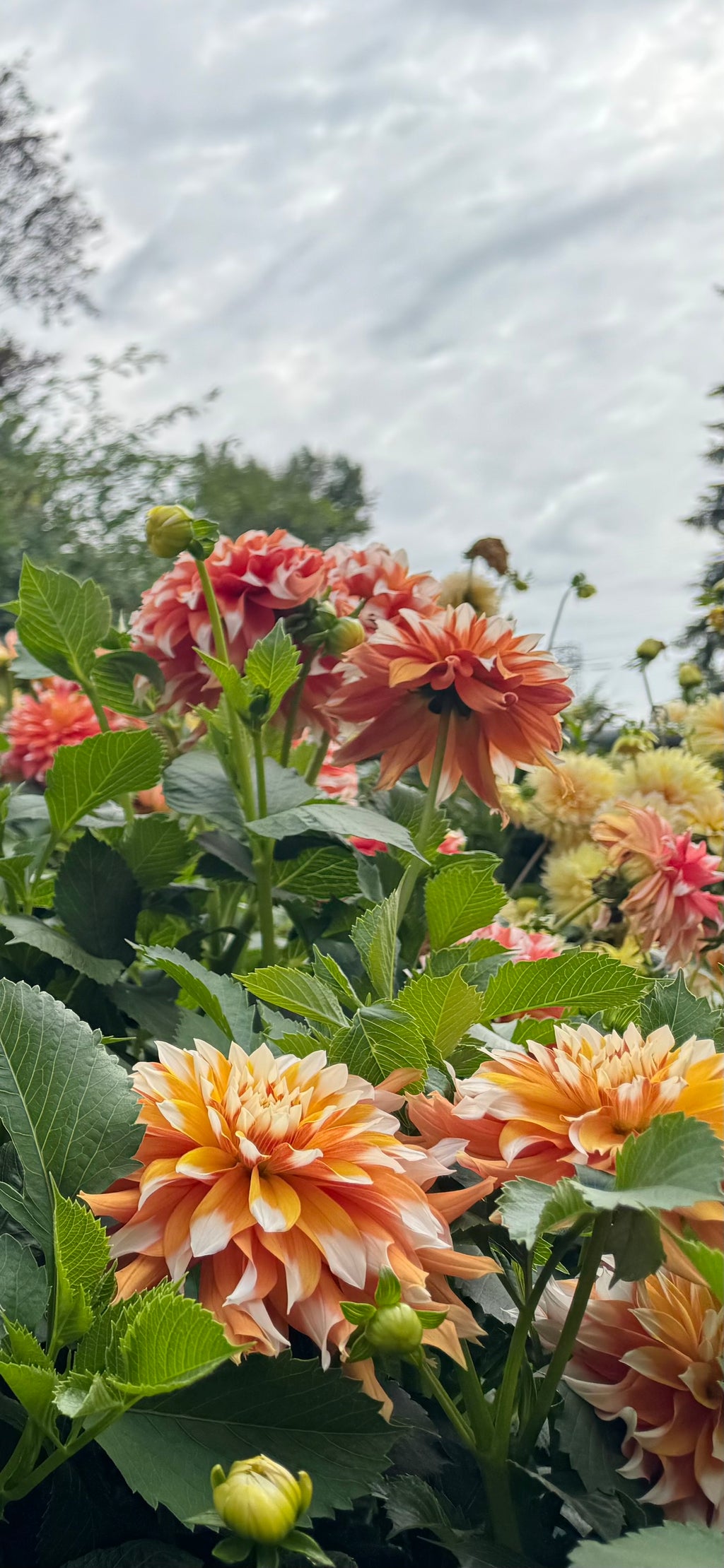 Bloomquist Candy Corn