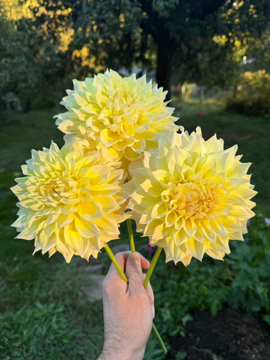 Westerton Lillian