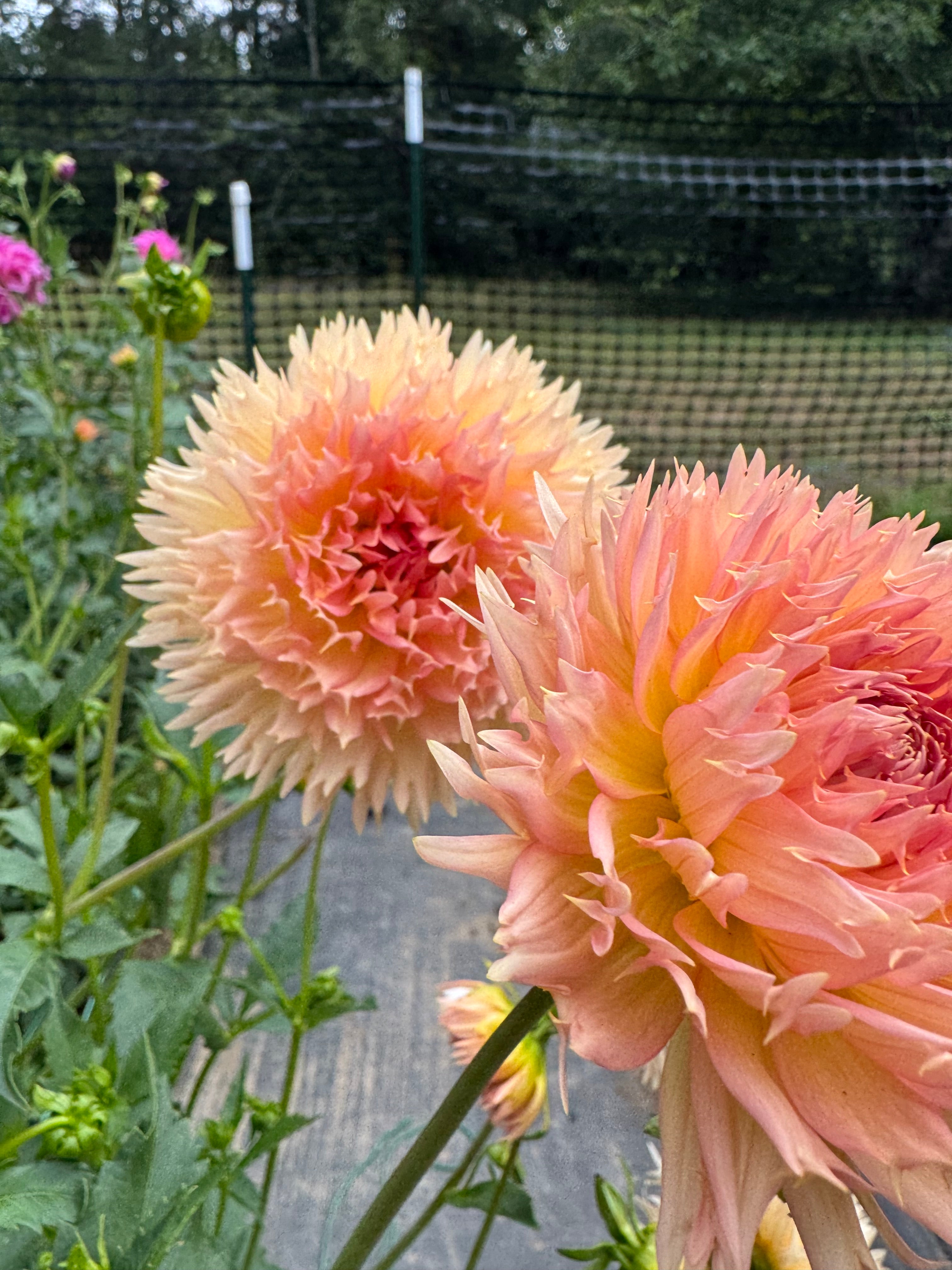 Lakeview Peach Fuzz