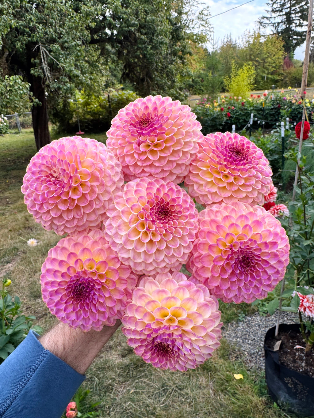 Hapet Pearl