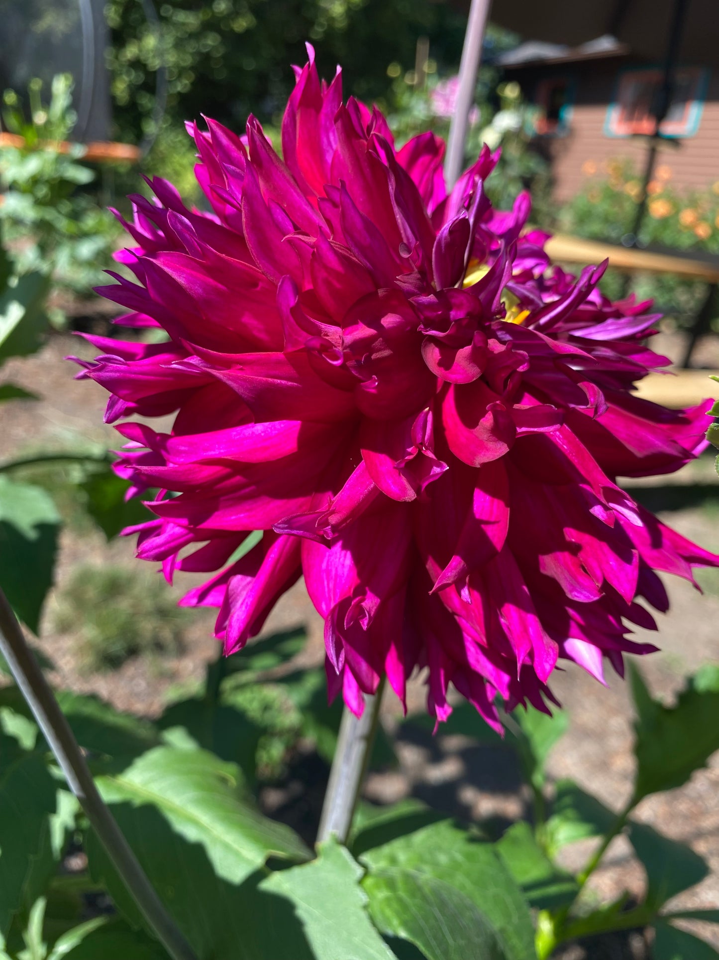 Jennifer’s Wedding