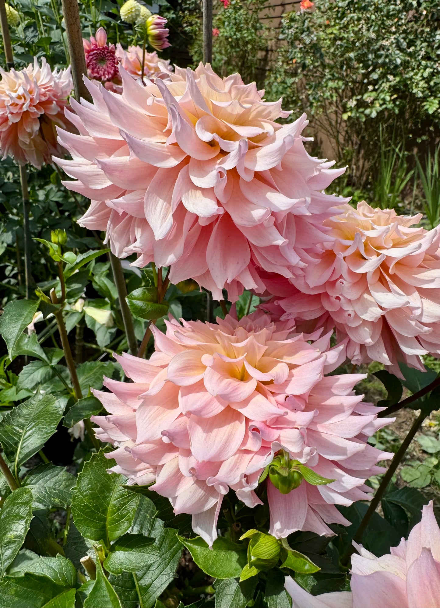 Lee’s Pink Grapefruit