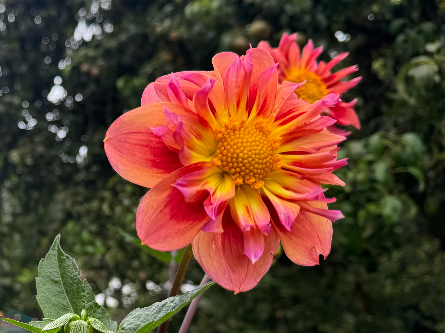 POG(Passion Fruit Orange Guava)