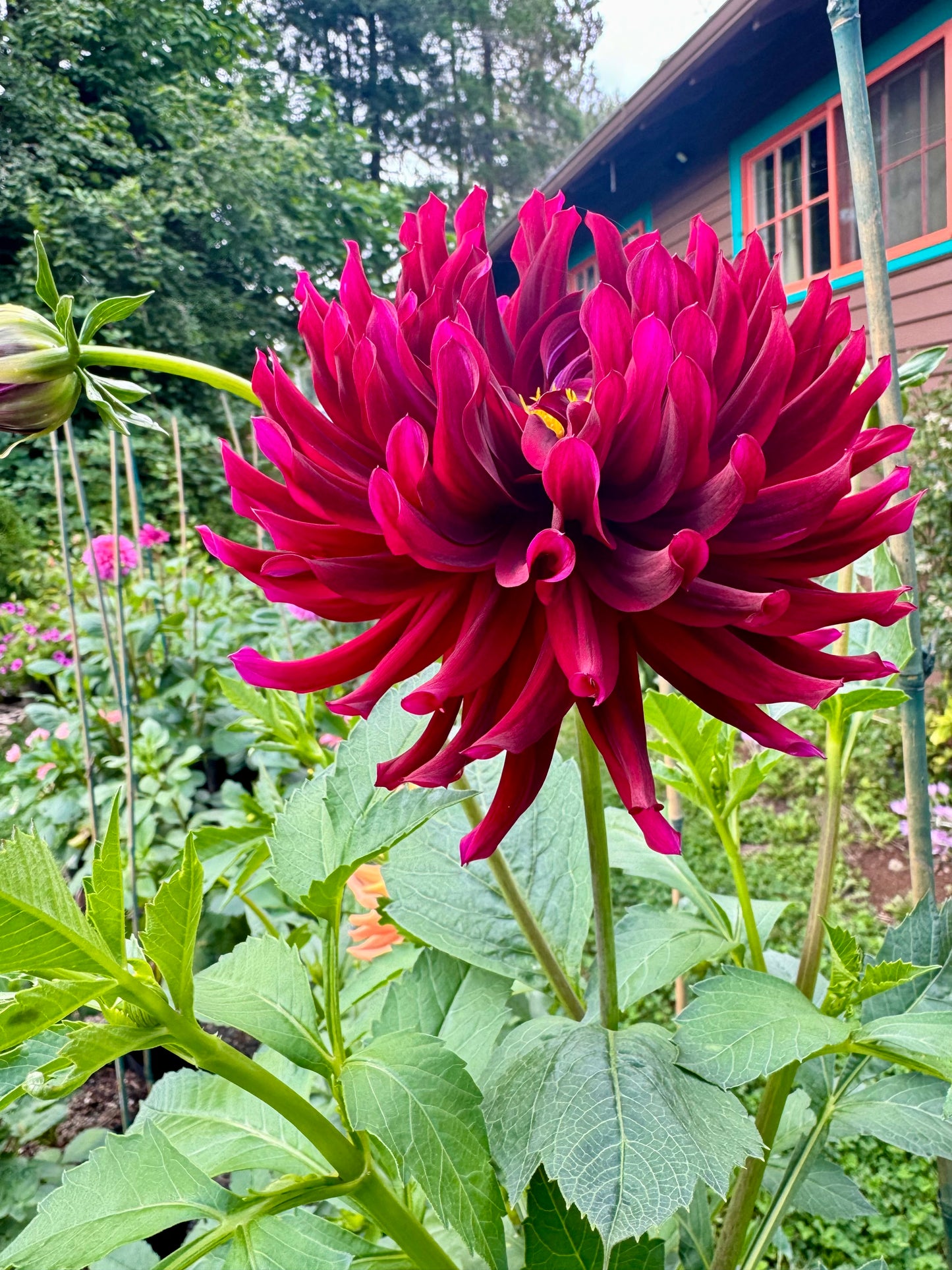 Hollyhill Black Beauty