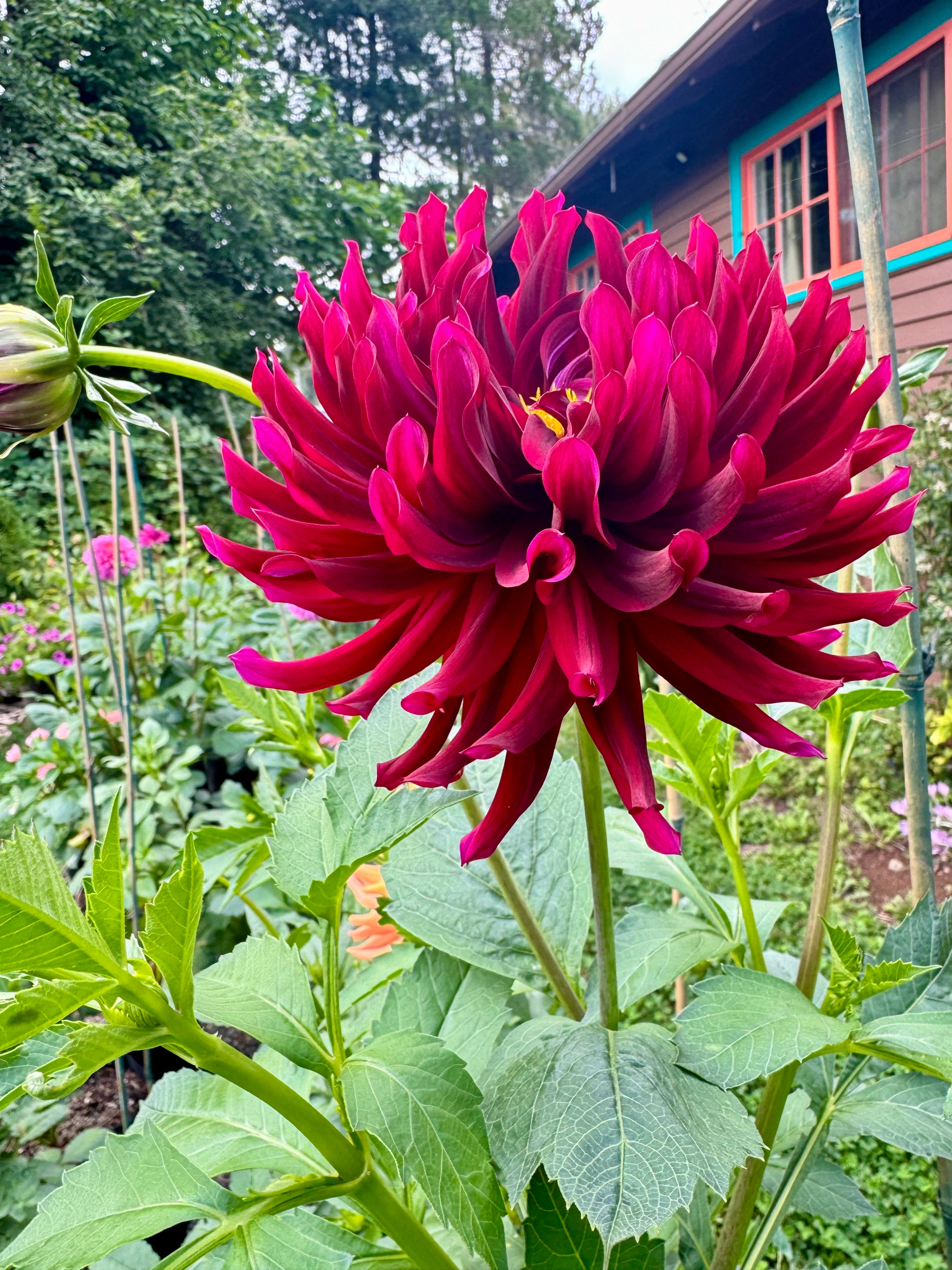 Hollyhill Black Beauty