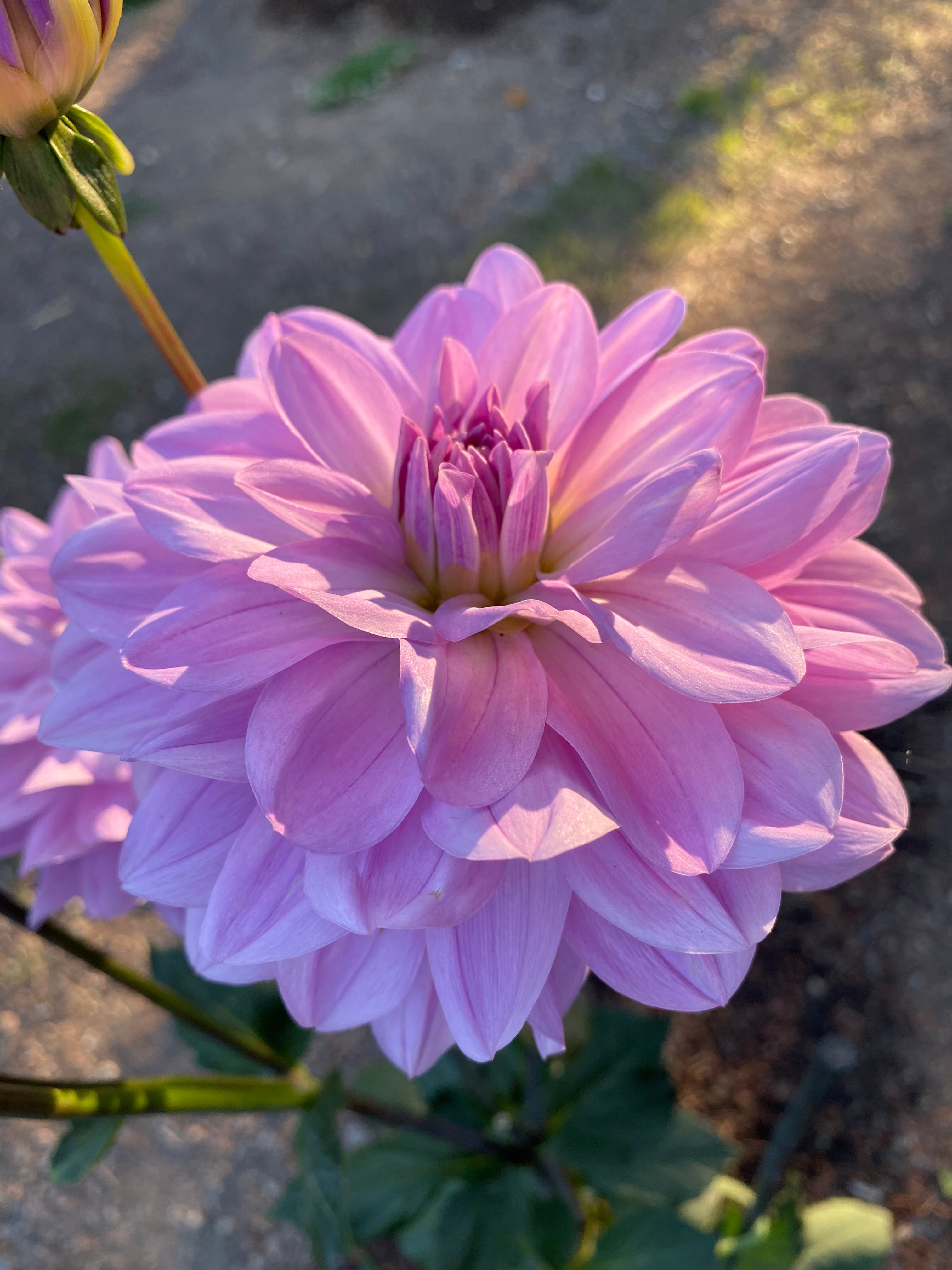 Sandia Shomei