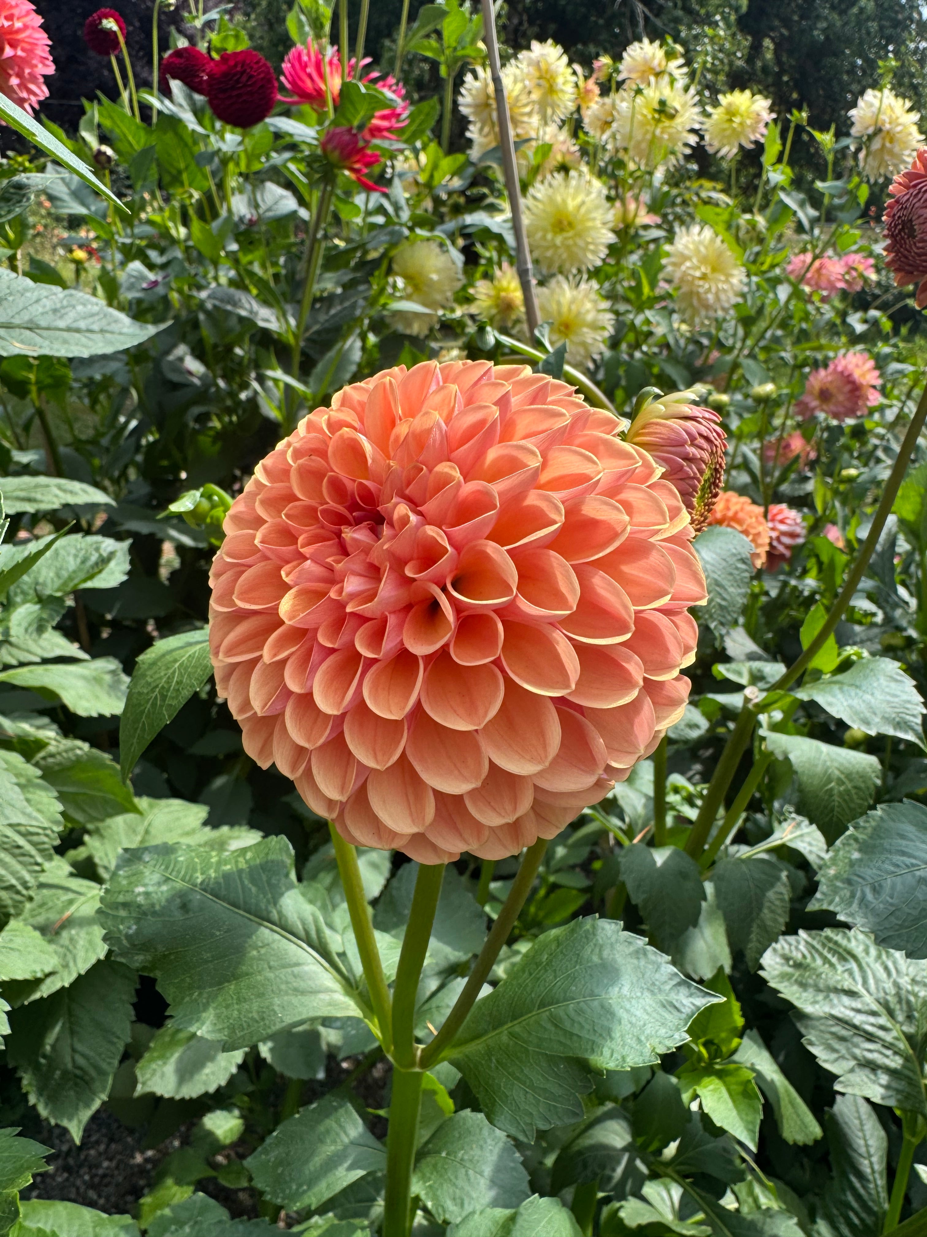 Valley Tawny