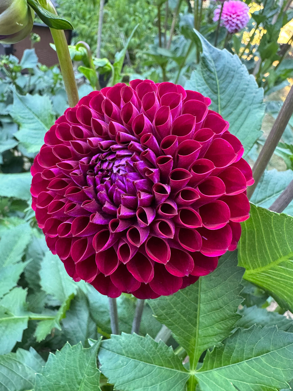 Babette