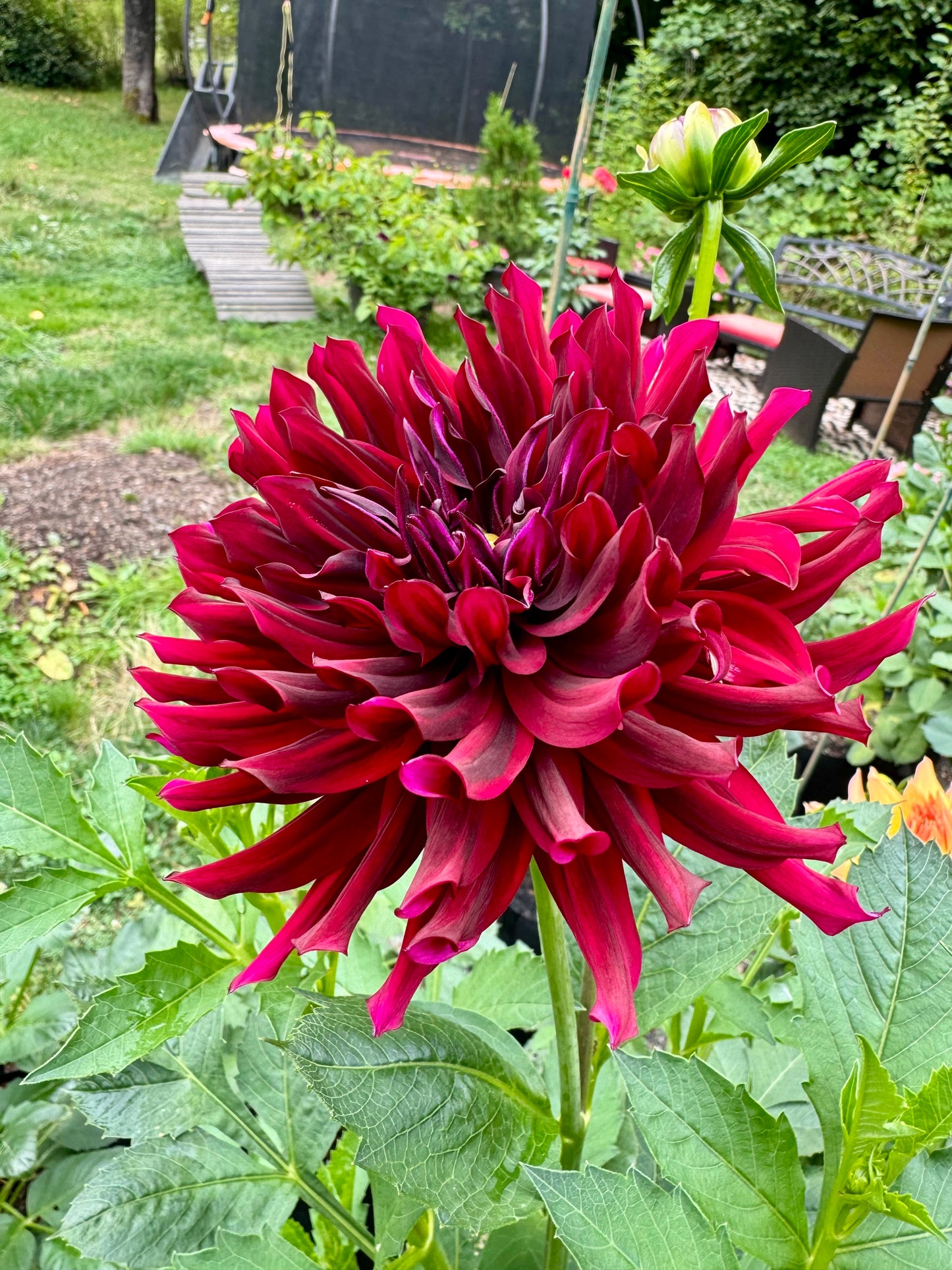 Hollyhill Black Beauty