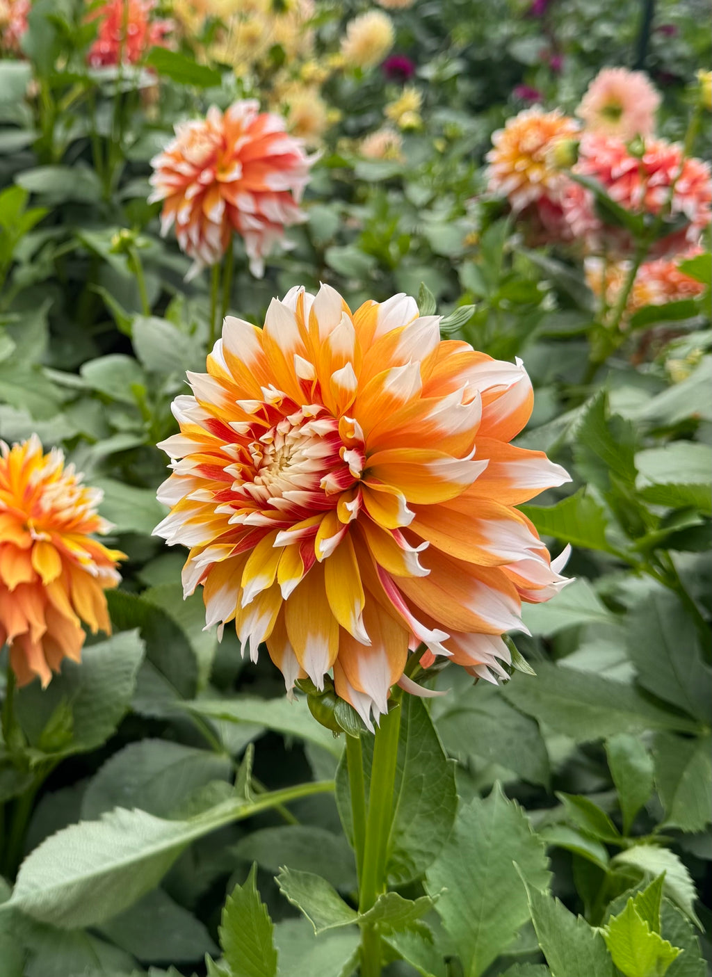 Bloomquist Candy Corn