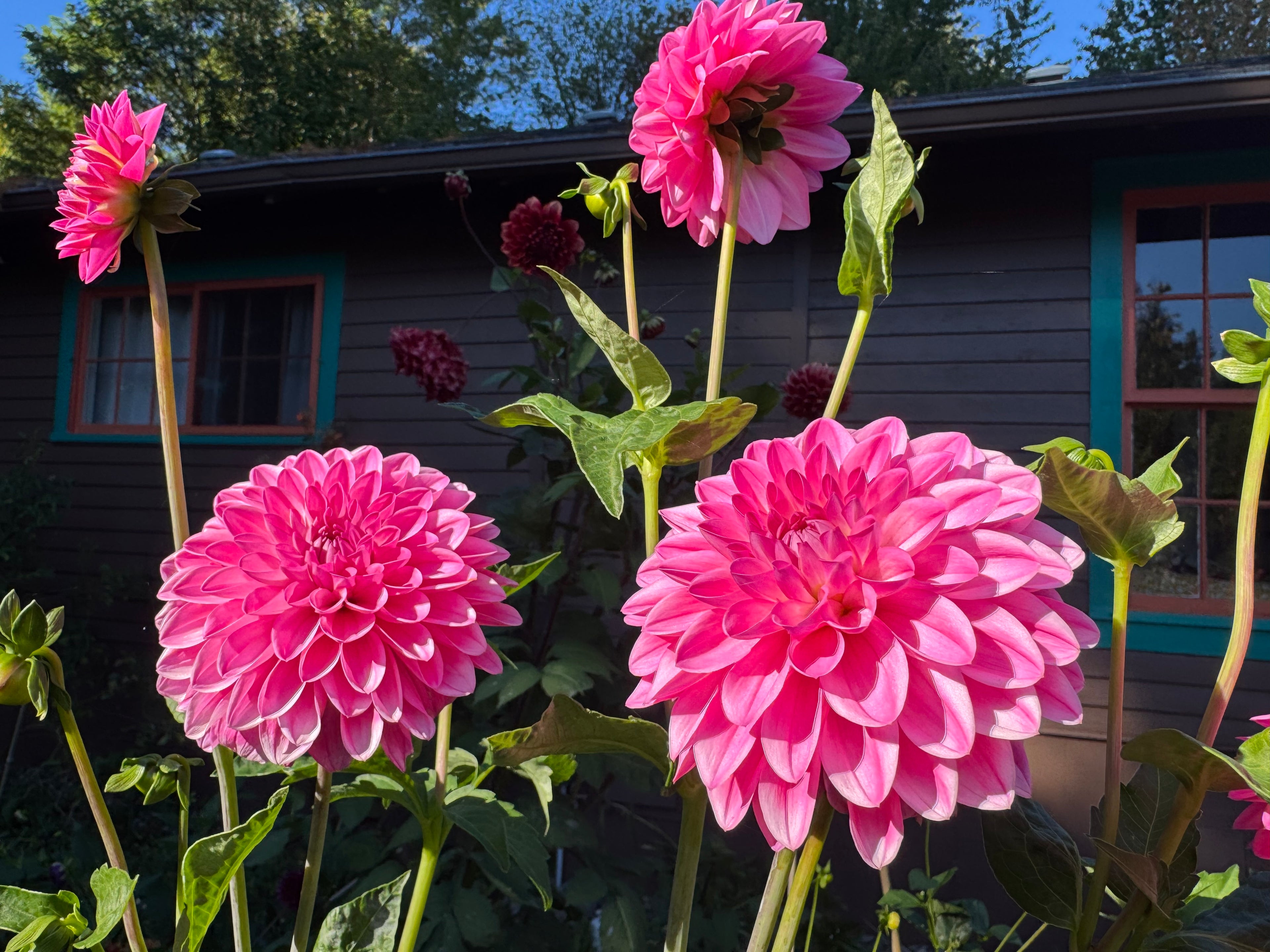 Ferncliff Purity