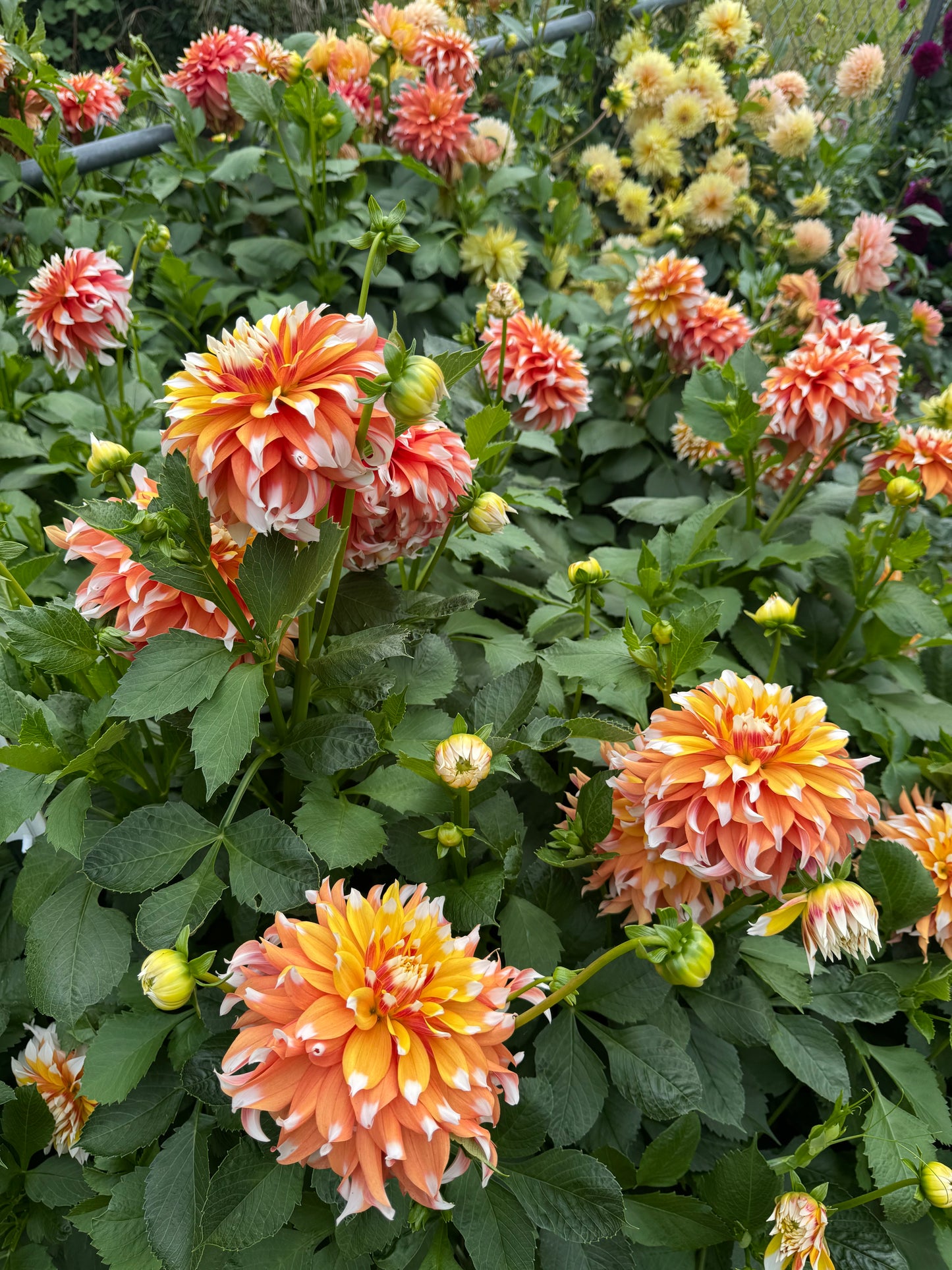 Bloomquist Candy Corn