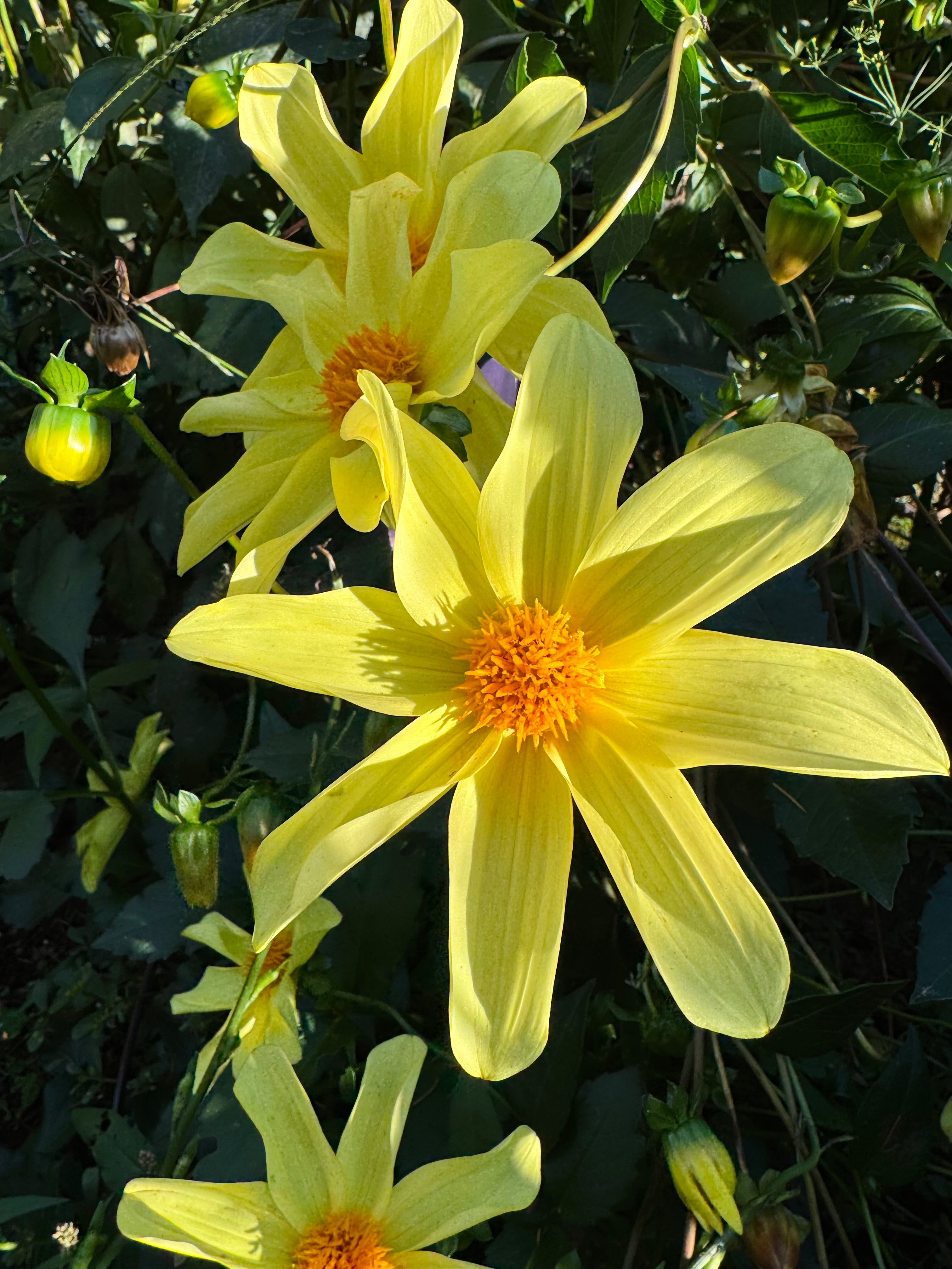 Callum’s Arabesque