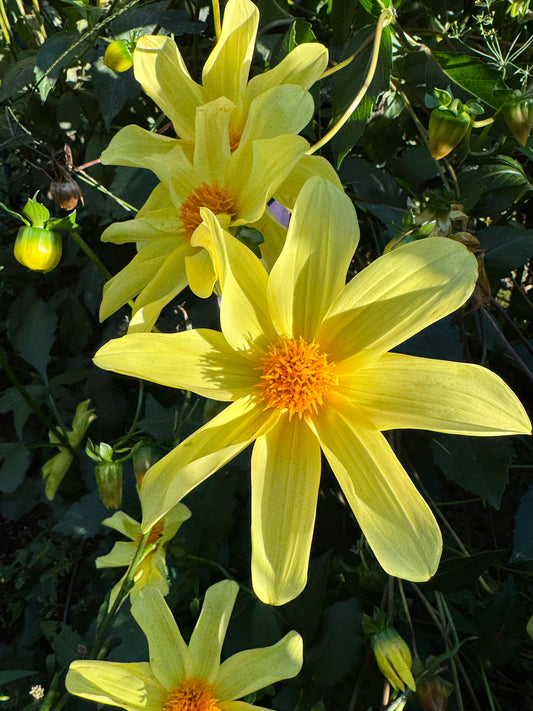 Callum’s Arabesque