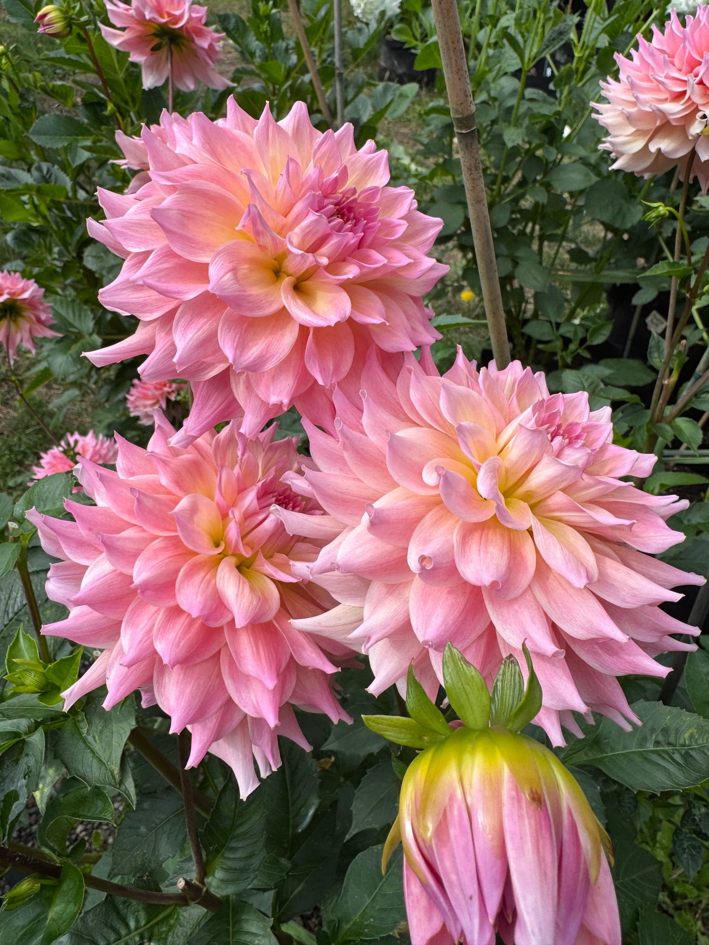 Lee’s Pink Grapefruit