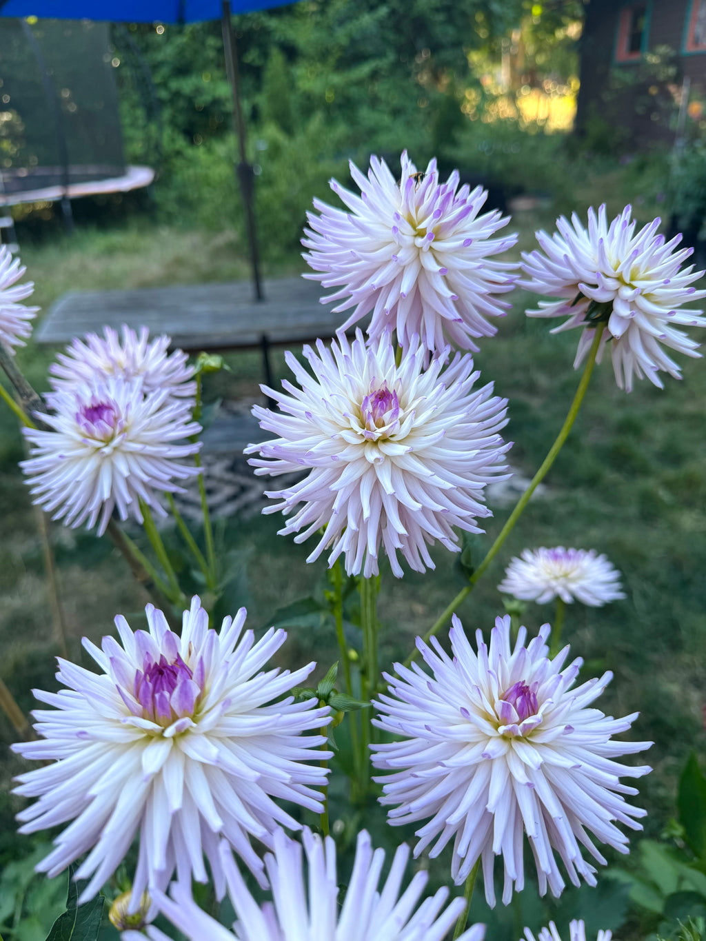 Josudi Andromeda