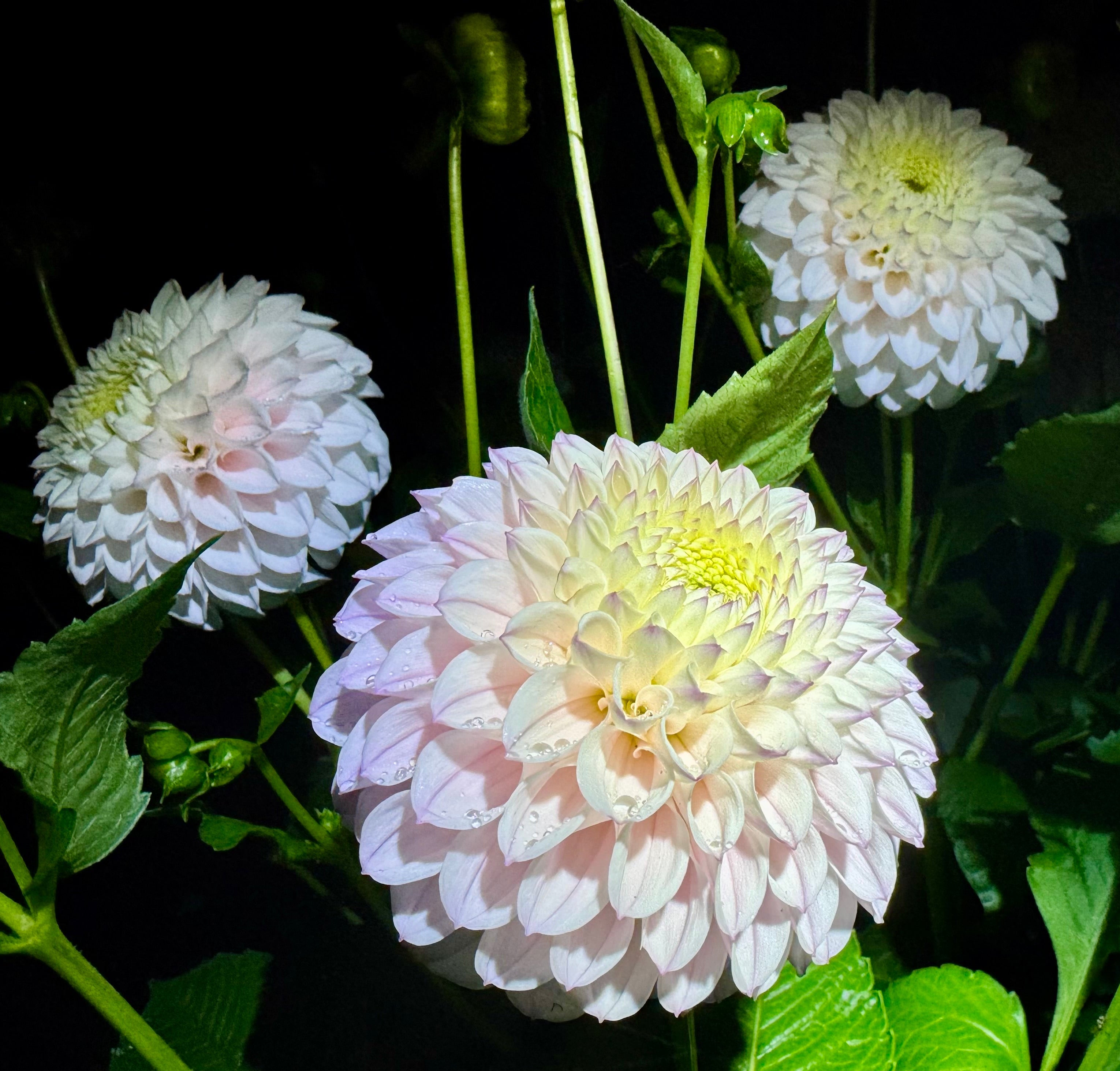 Pink Pearl