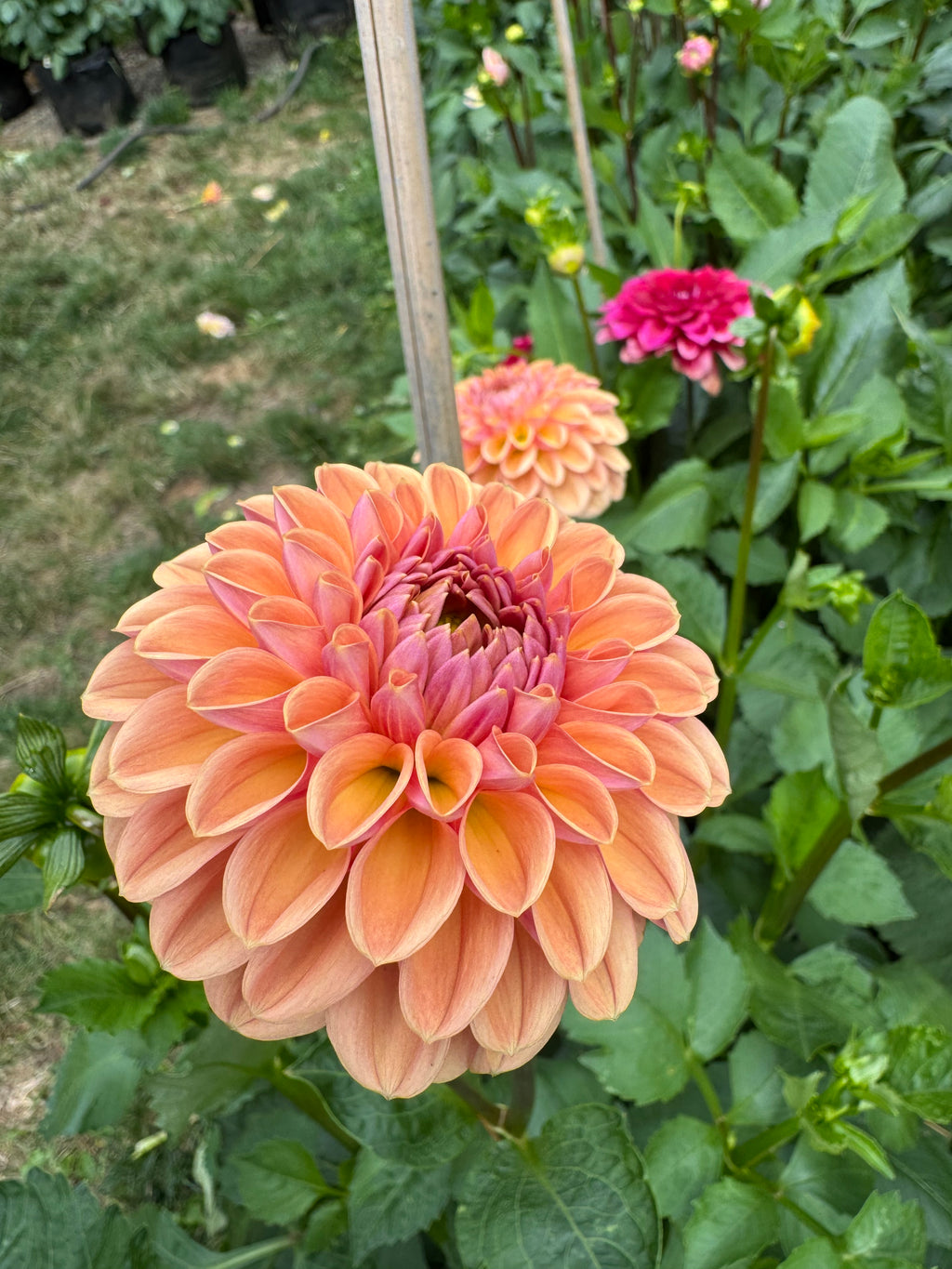 Valley Tawny