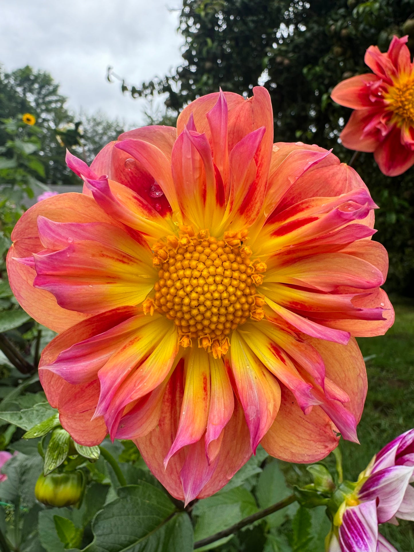 POG(Passion Fruit Orange Guava)