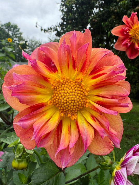 POG(Passion Fruit Orange Guava)