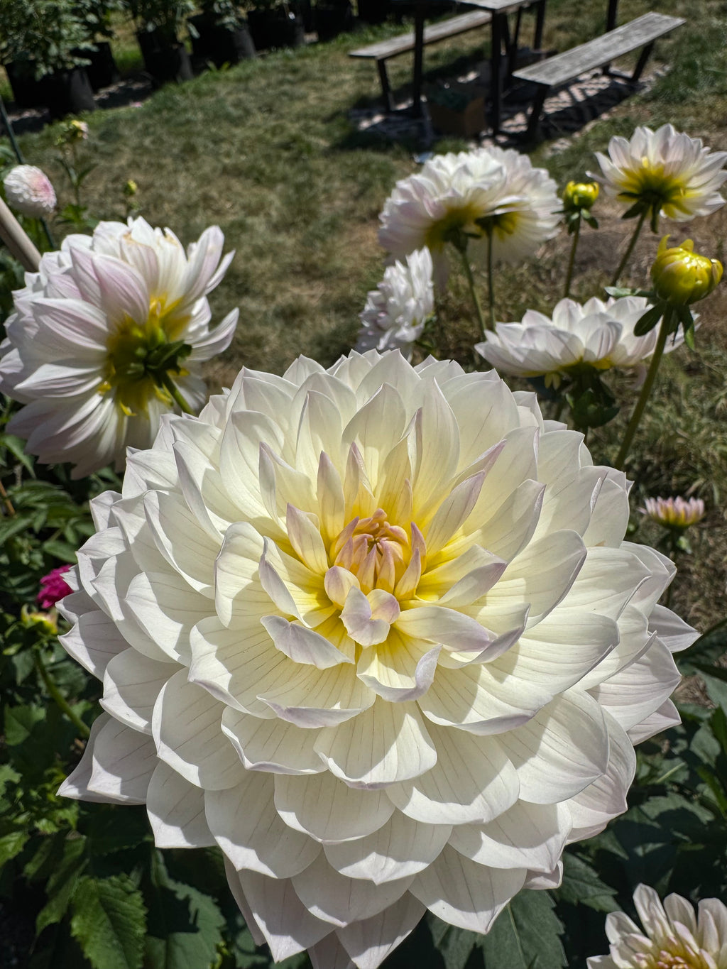 Hollyhill Lilibet