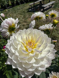 Hollyhill Lilibet
