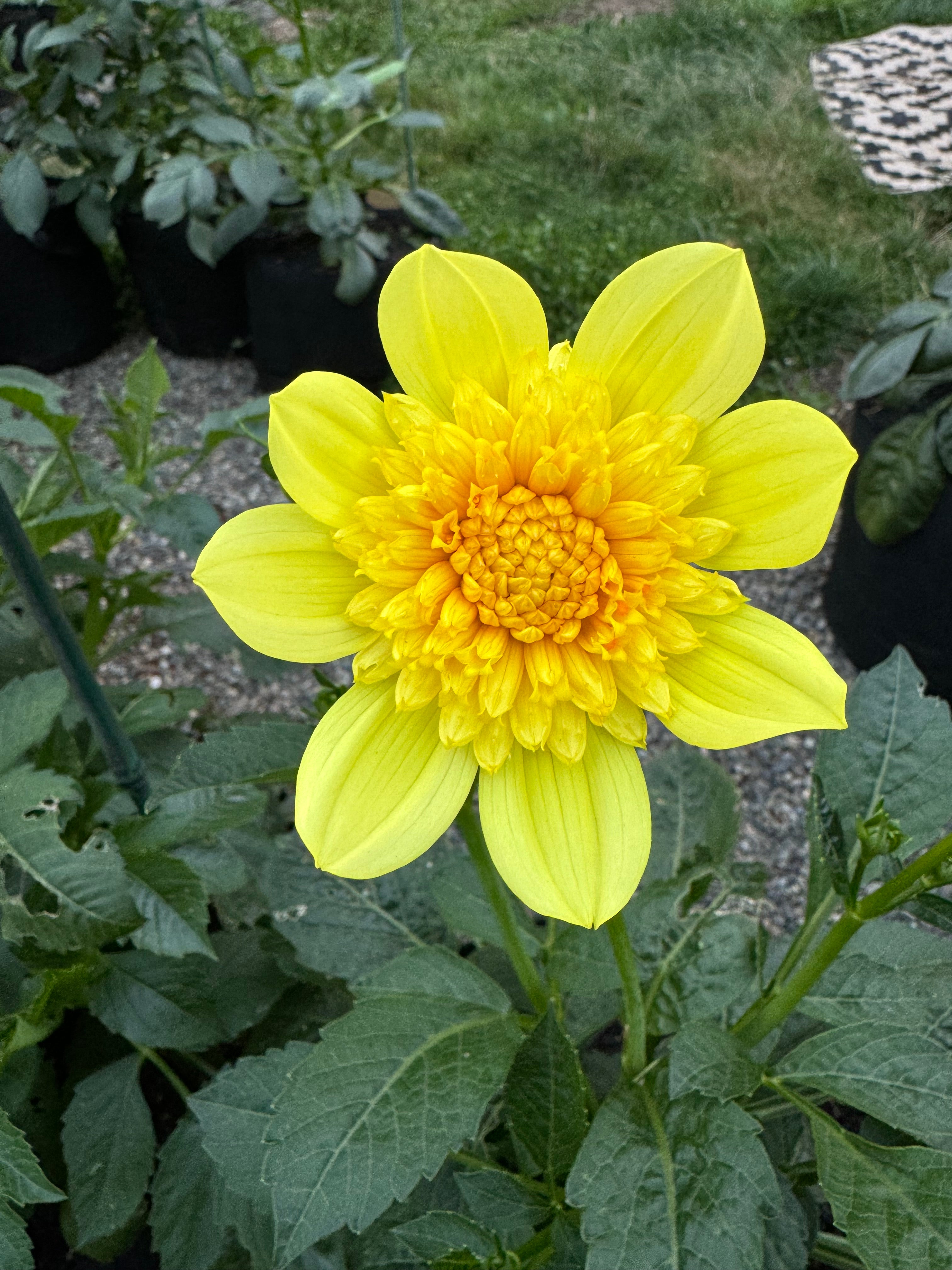 Sandia Sunbonnet (very small tubers)