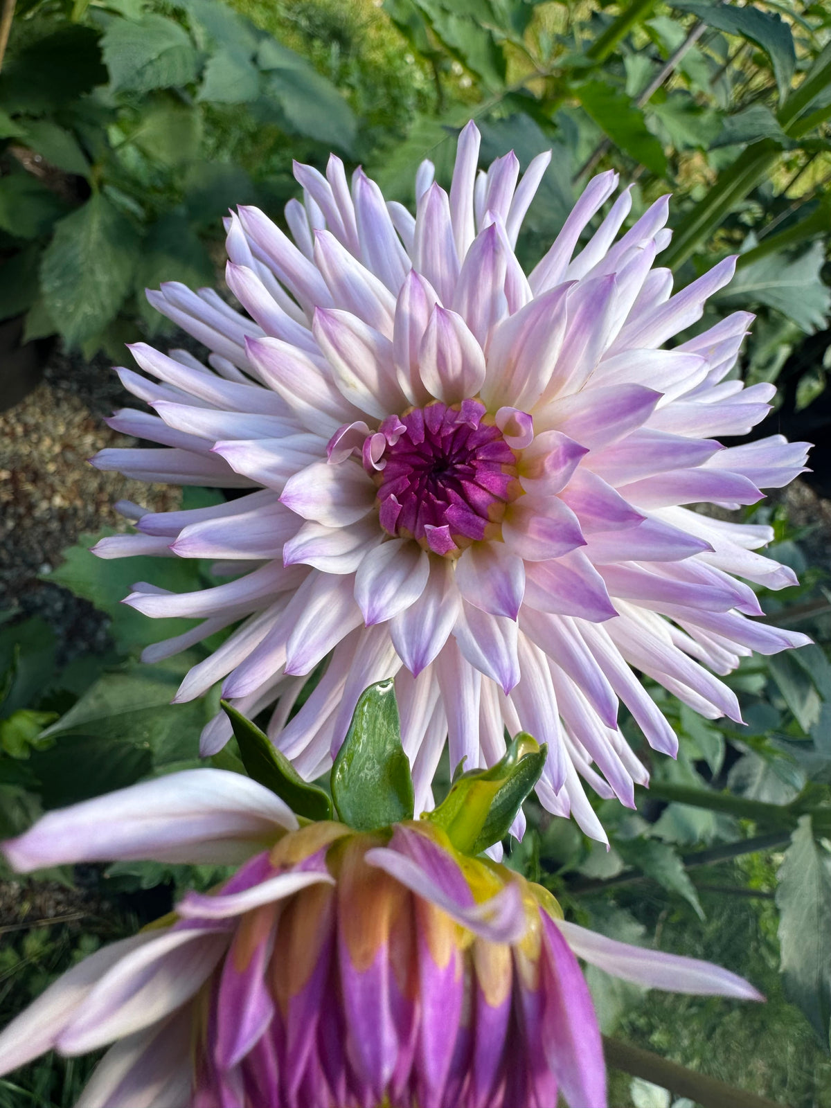 Josudi Andromeda