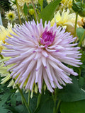 Josudi Andromeda