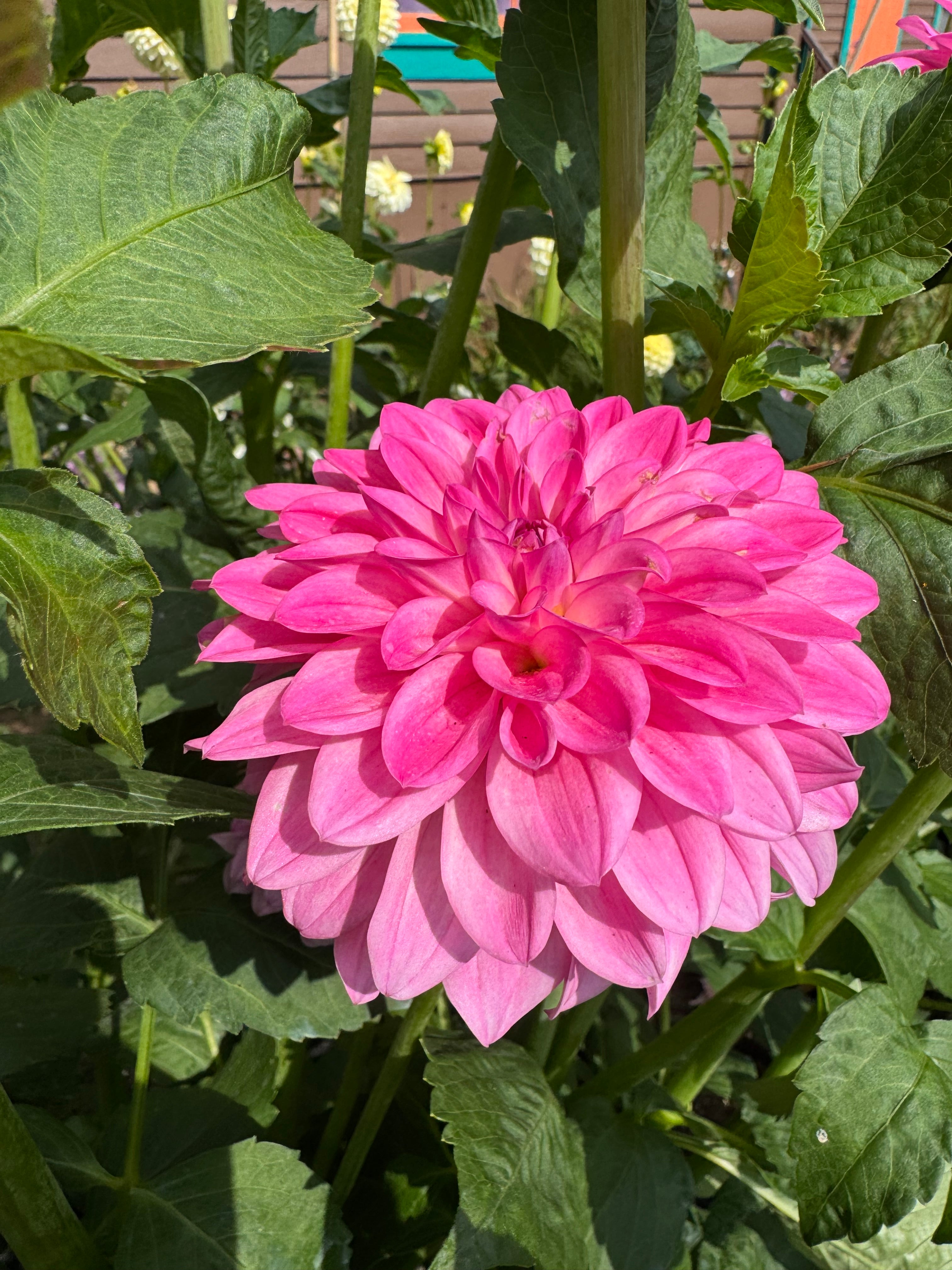 Ferncliff Purity