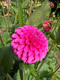 Chimacum Katie