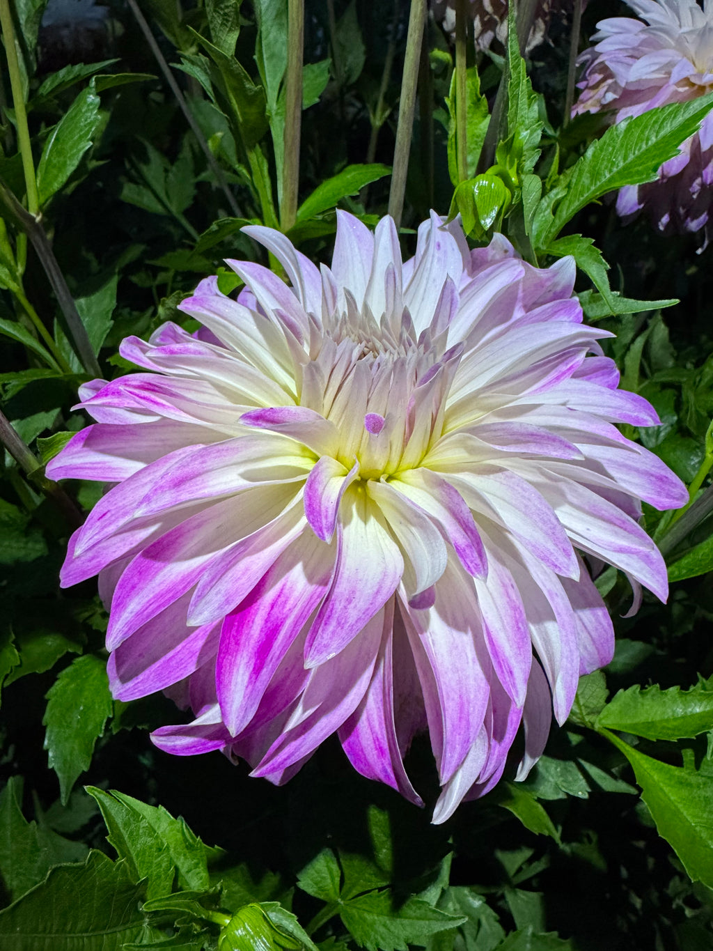 Pink Petticoat