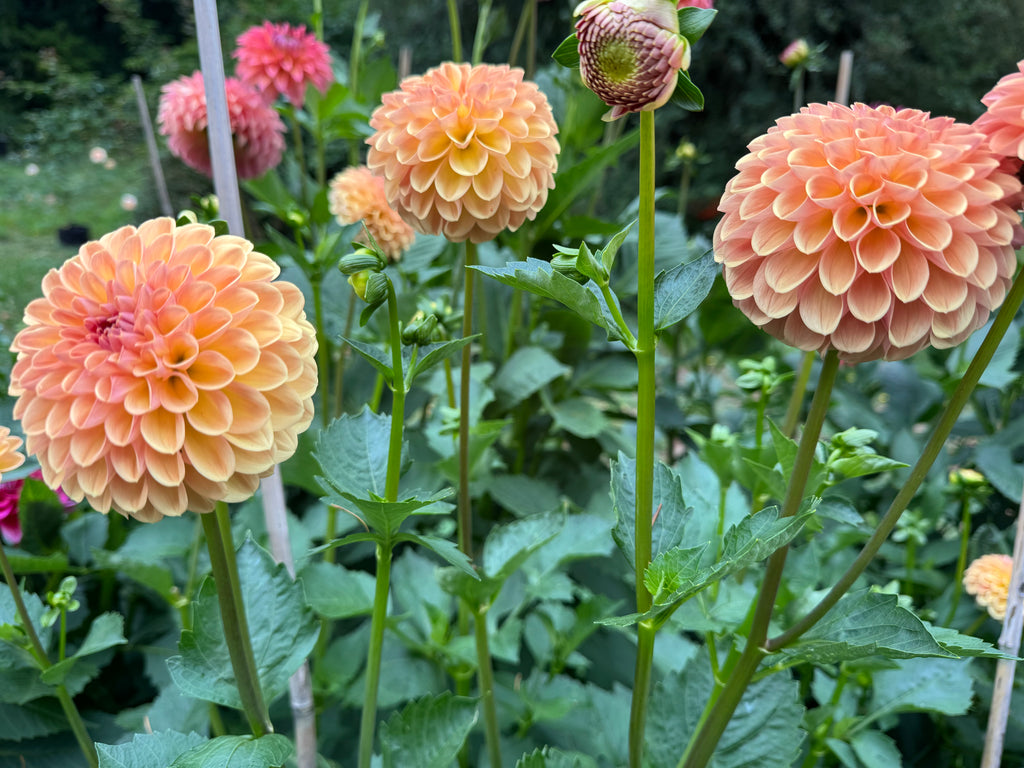 Valley Tawny