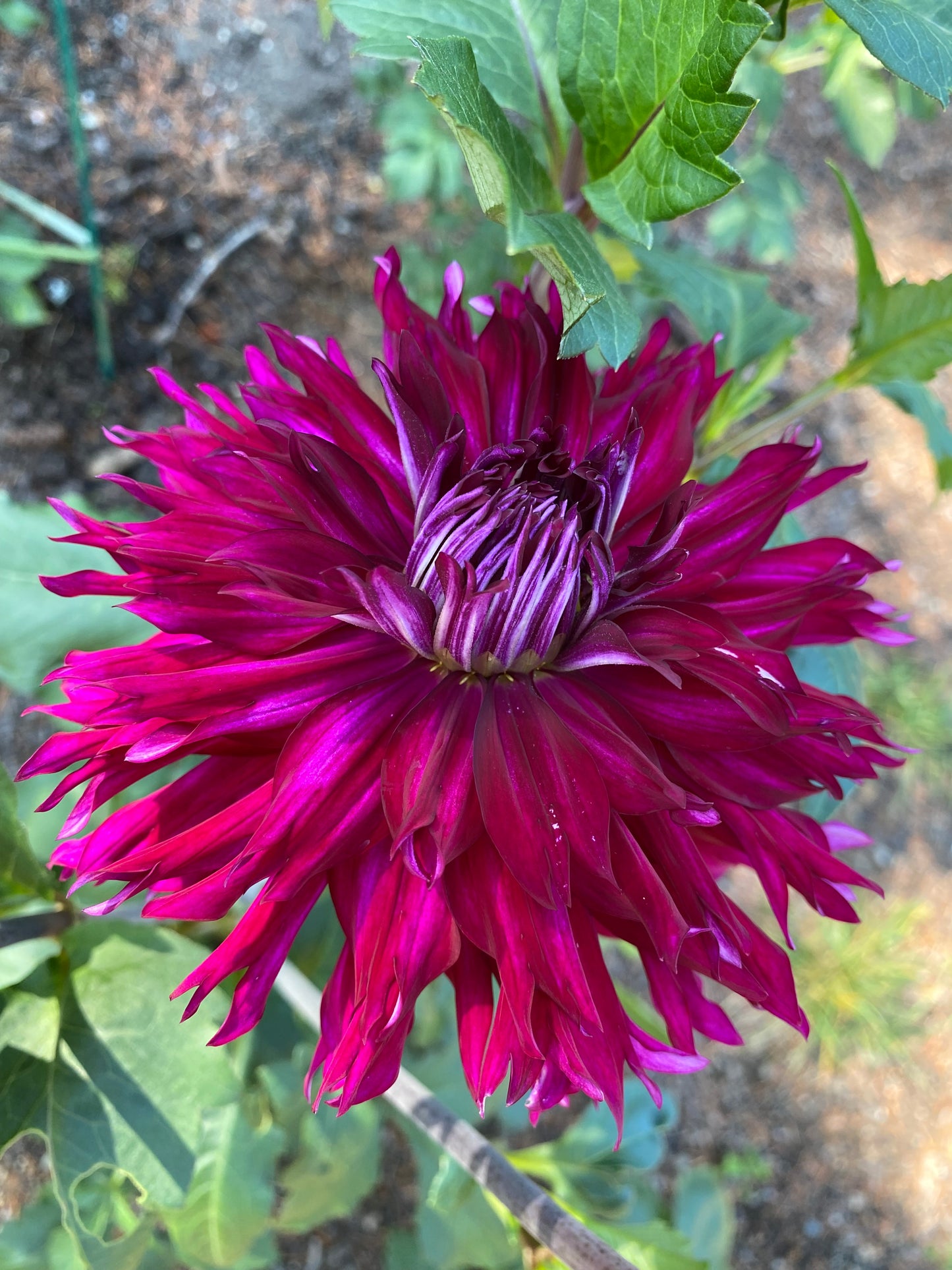 Jennifer’s Wedding