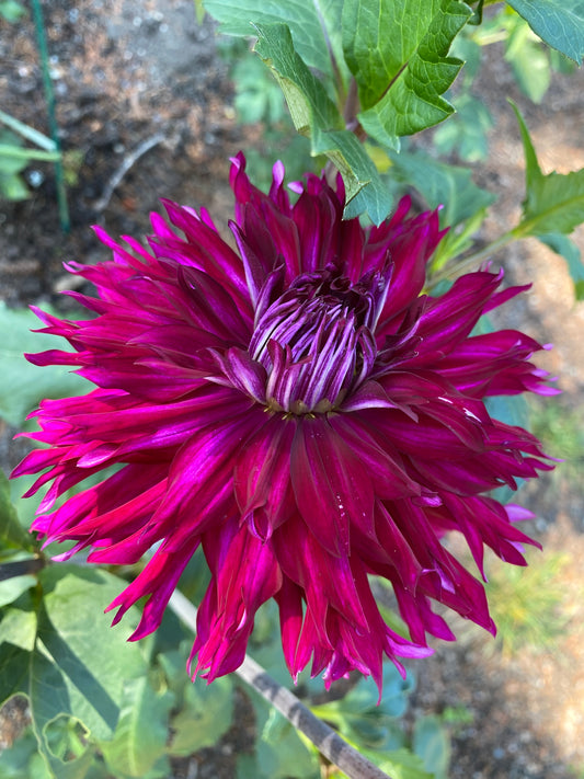 Jennifer’s Wedding