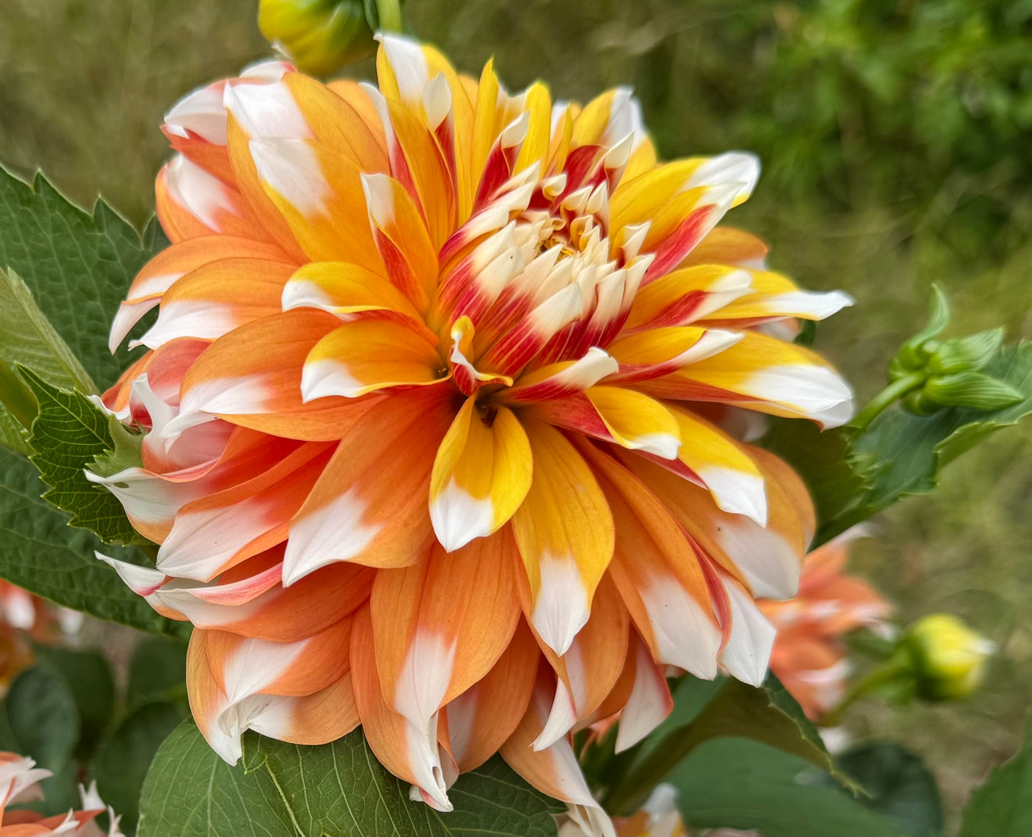 Bloomquist Candy Corn