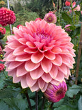 Sweet Sanne