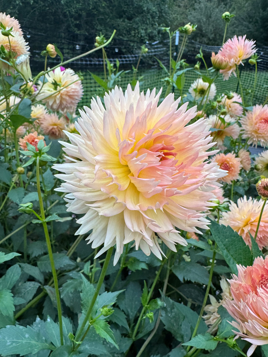 Lakeview Peach Fuzz