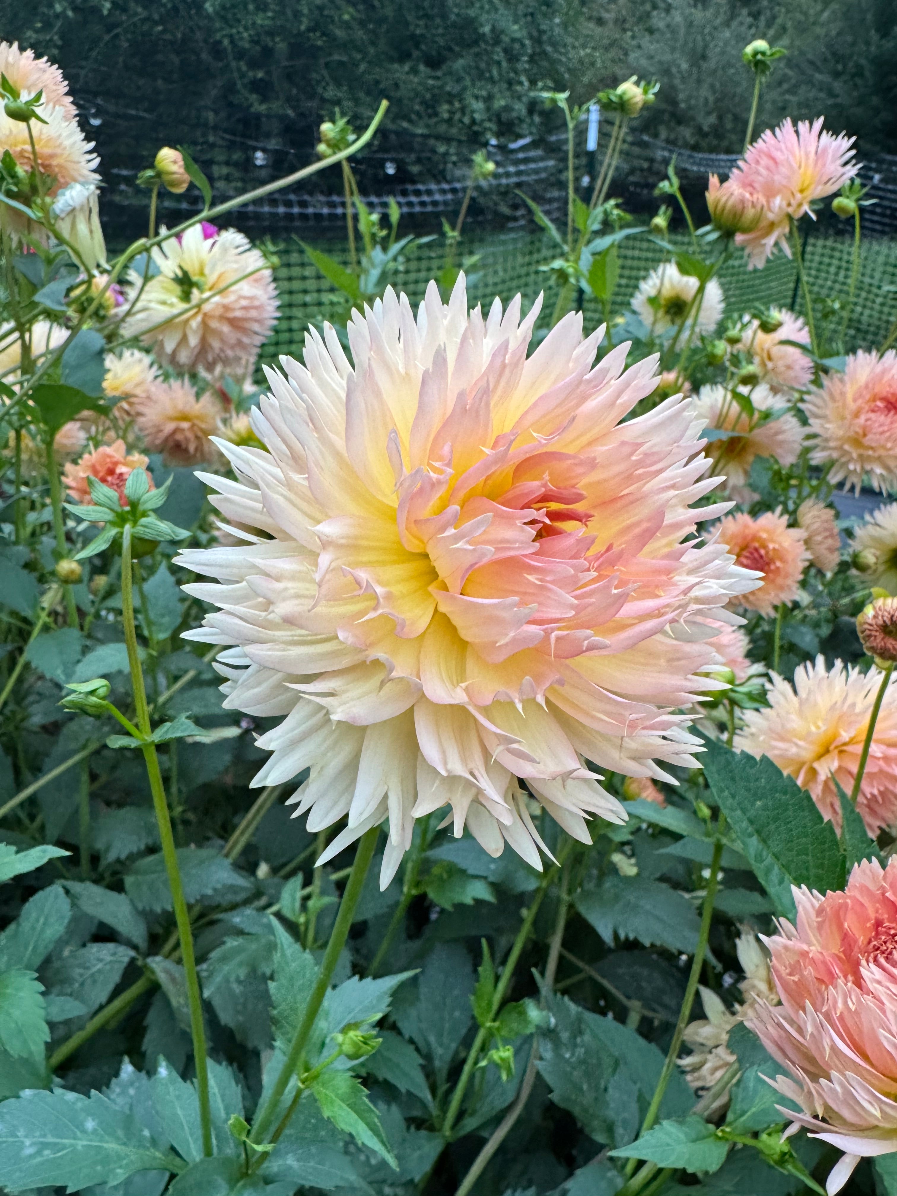 Lakeview Peach Fuzz